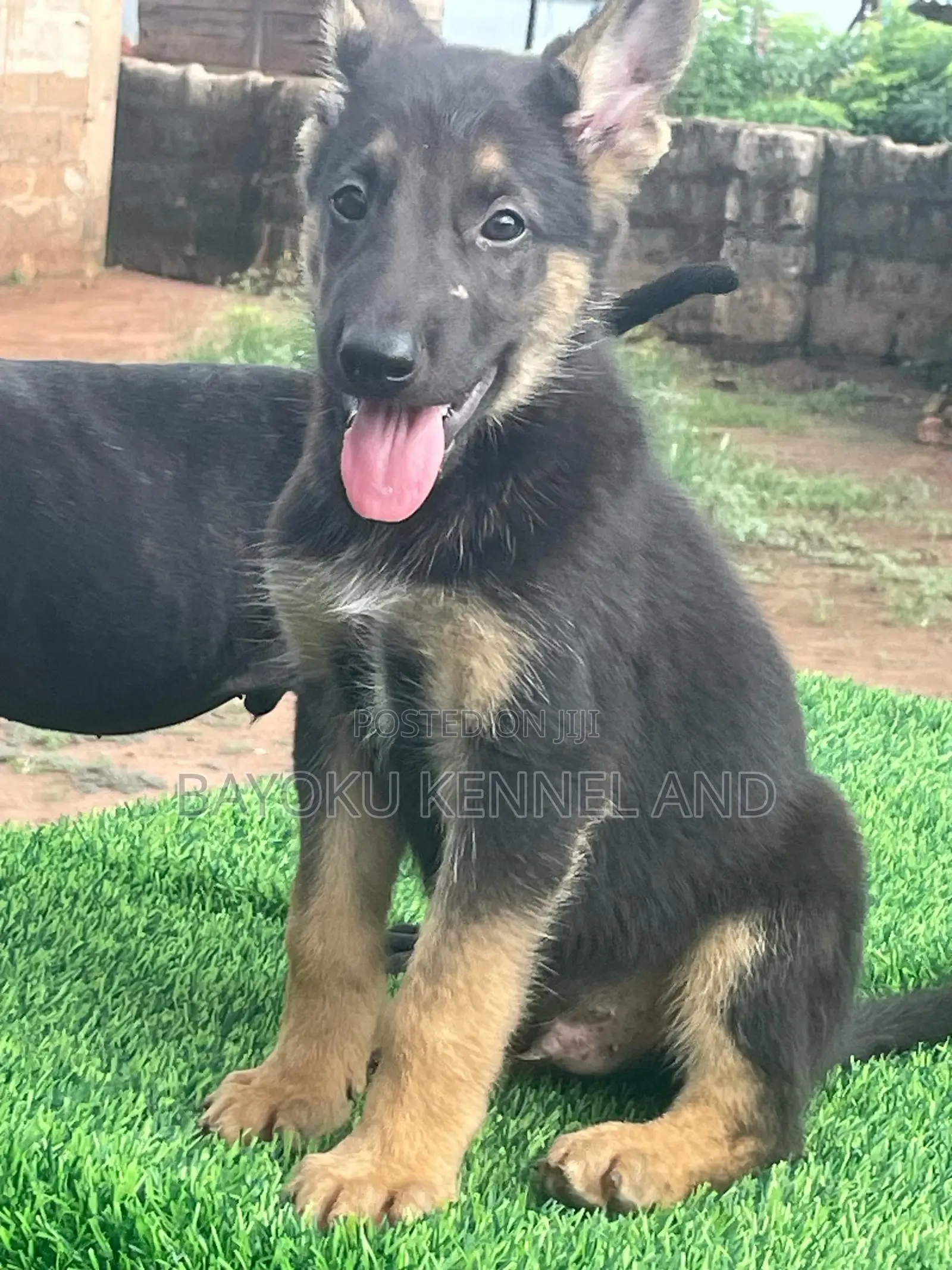 1-3 months Male Purebred German Shepherd