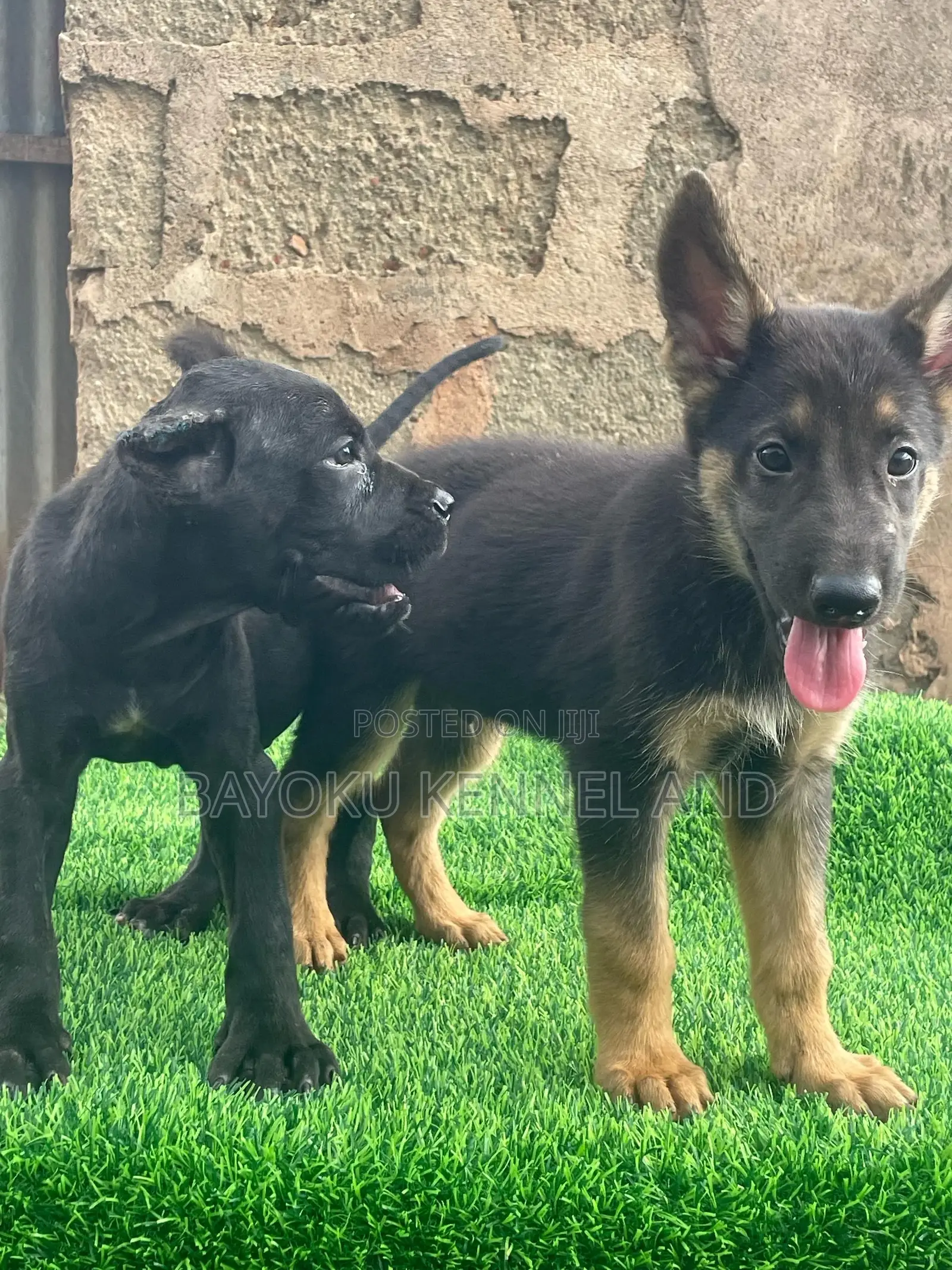 1-3 months Male Purebred German Shepherd
