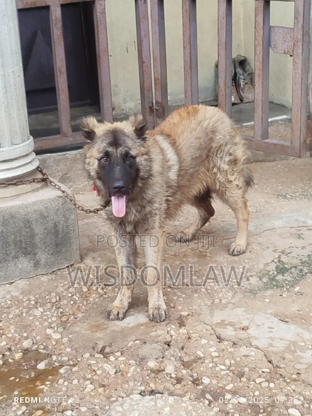 6-12 months Male Purebred Caucasian Shepherd