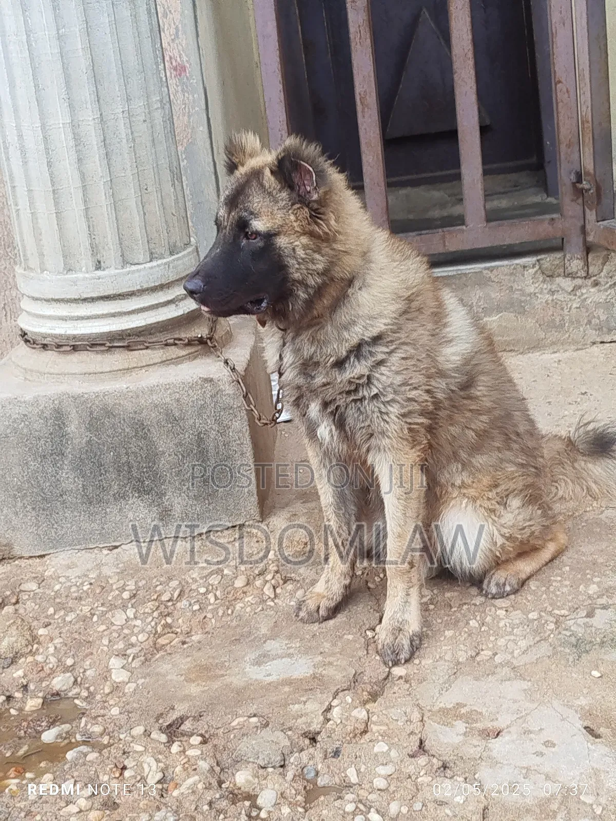 6-12 months Male Purebred Caucasian Shepherd