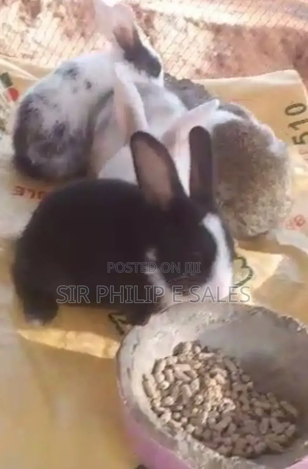 Black Is Chinchilla 
White and Black/ Brown Is Dutch