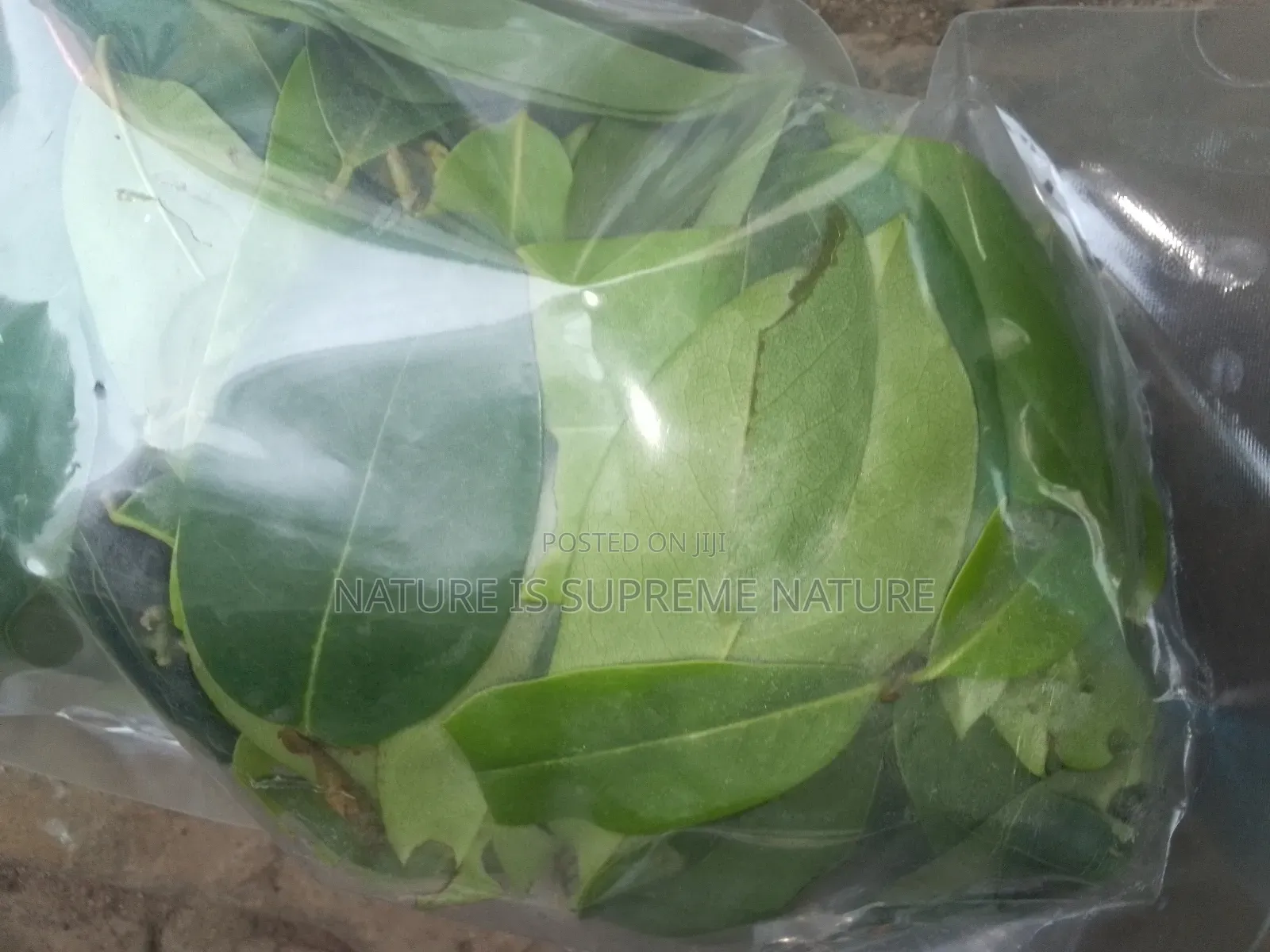 Natural Herbs for Staphylococcus and Mrsa