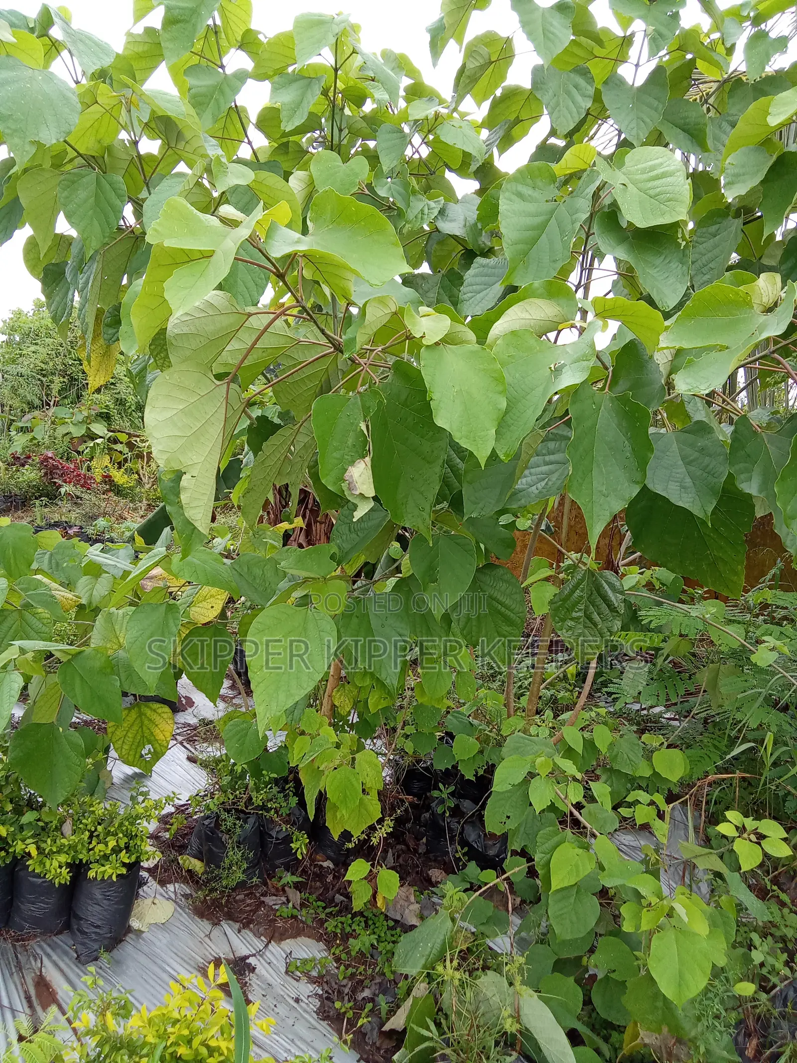 Melina Tree,