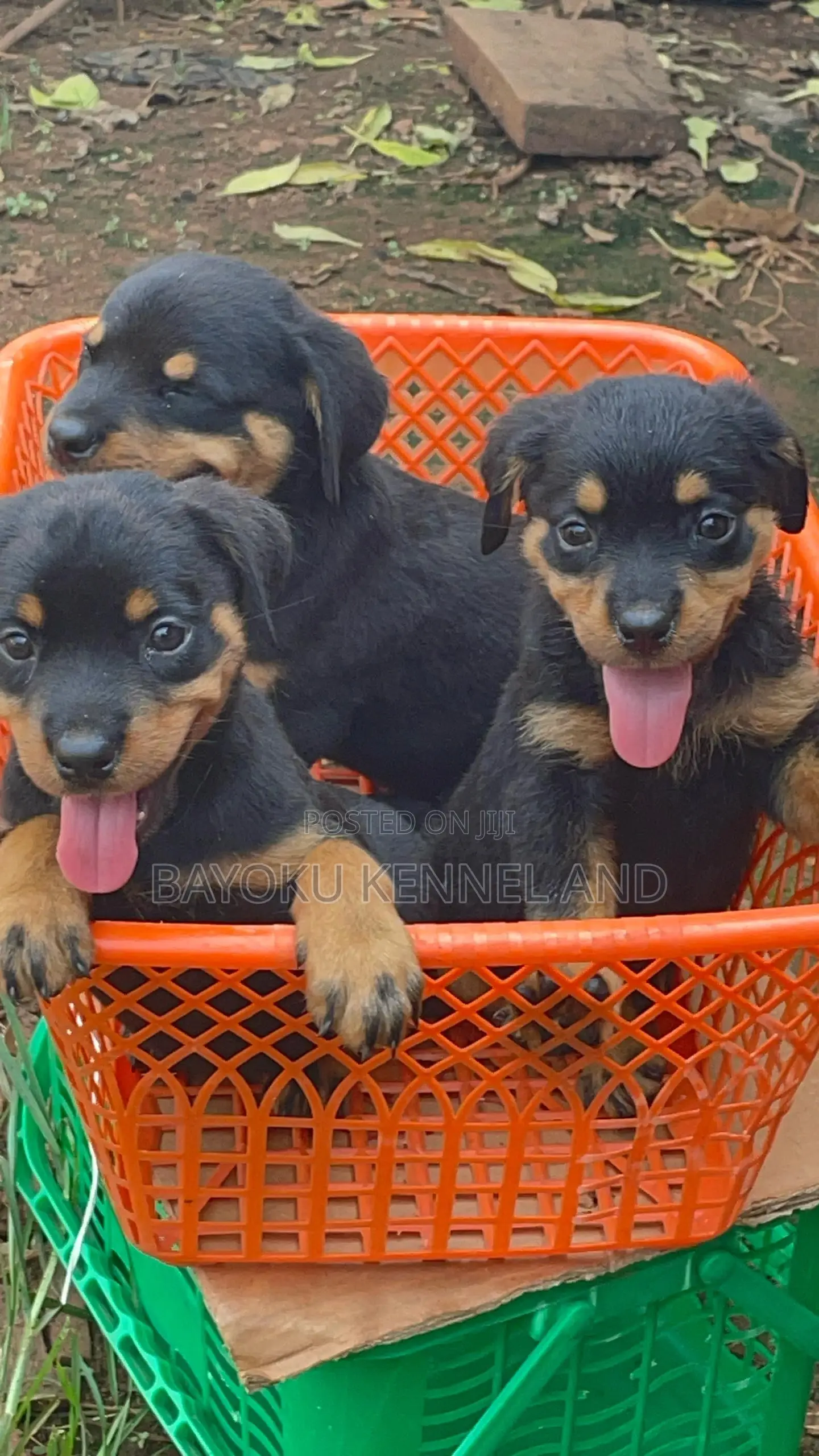 1-3 months Female Purebred Rottweiler