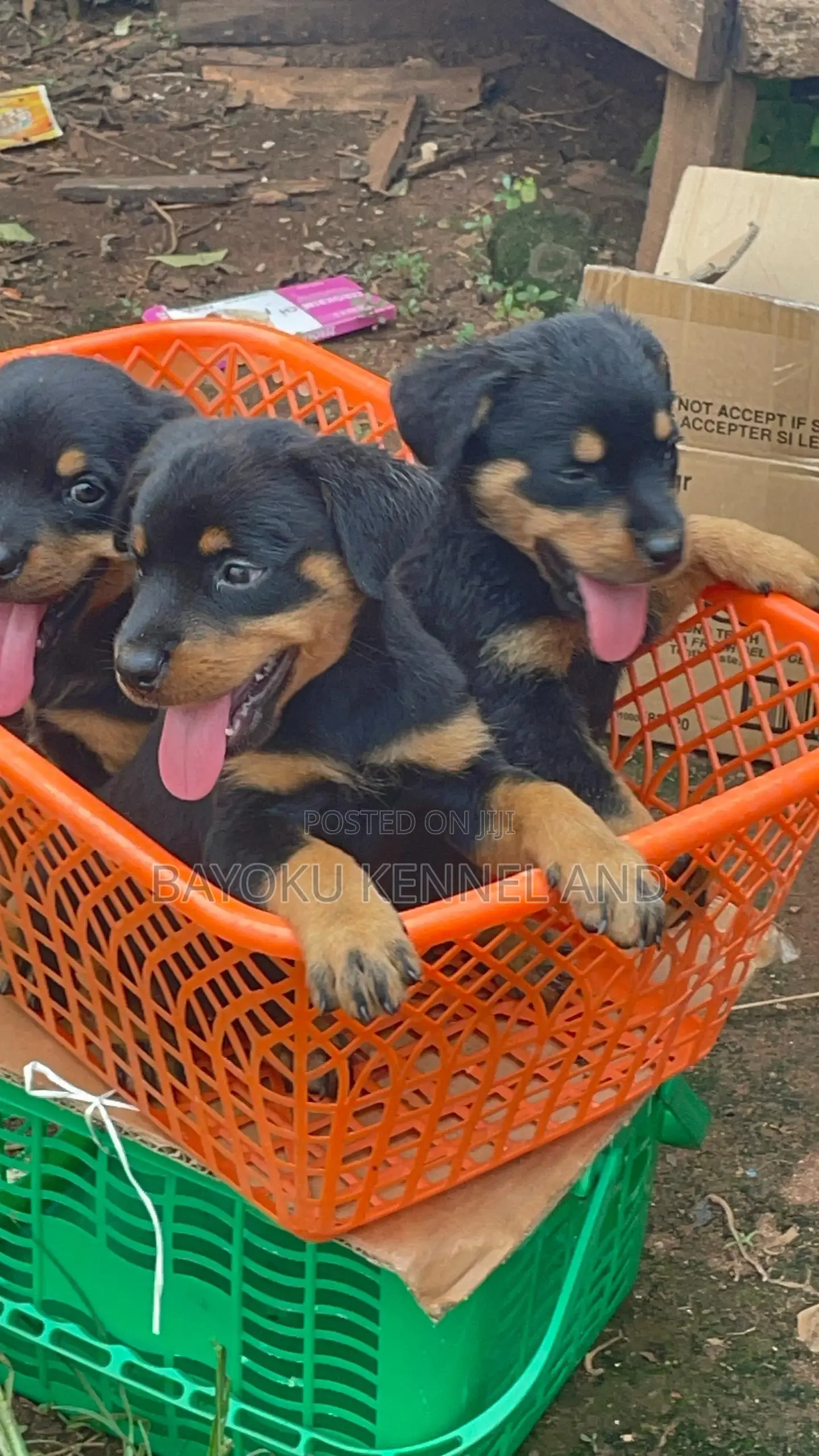 1-3 months Female Purebred Rottweiler