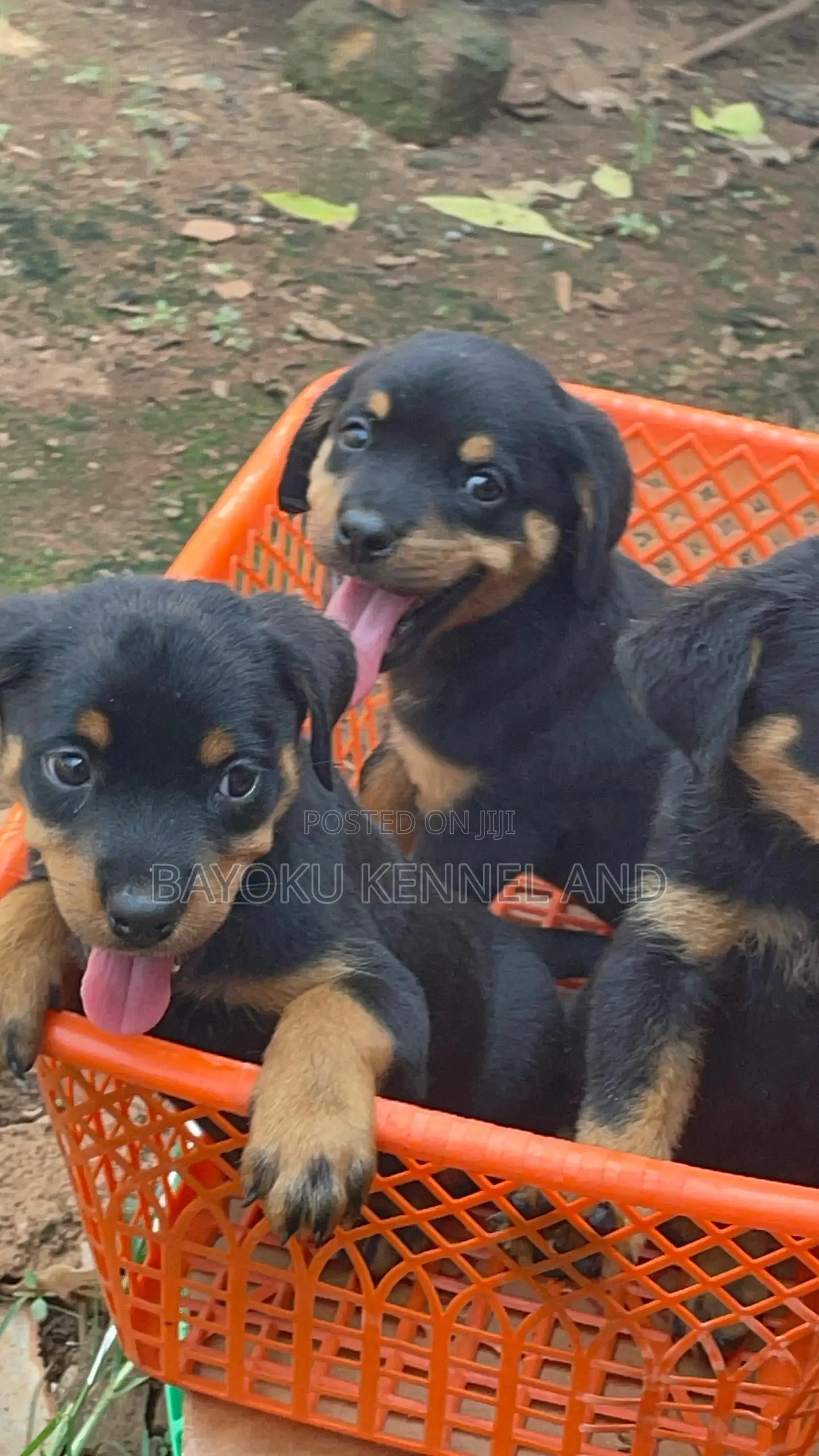 1-3 months Female Purebred Rottweiler