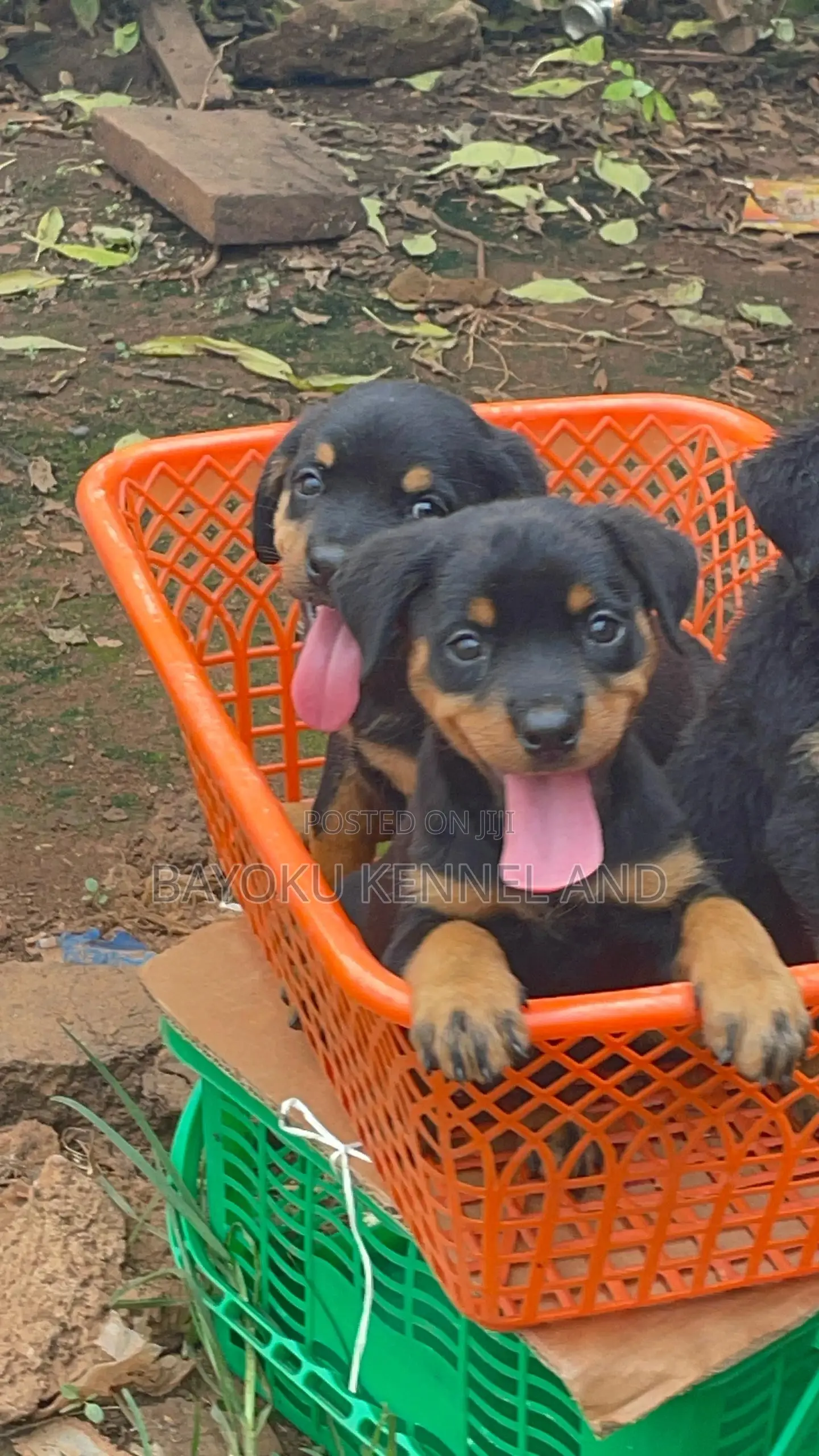 1-3 months Female Purebred Rottweiler