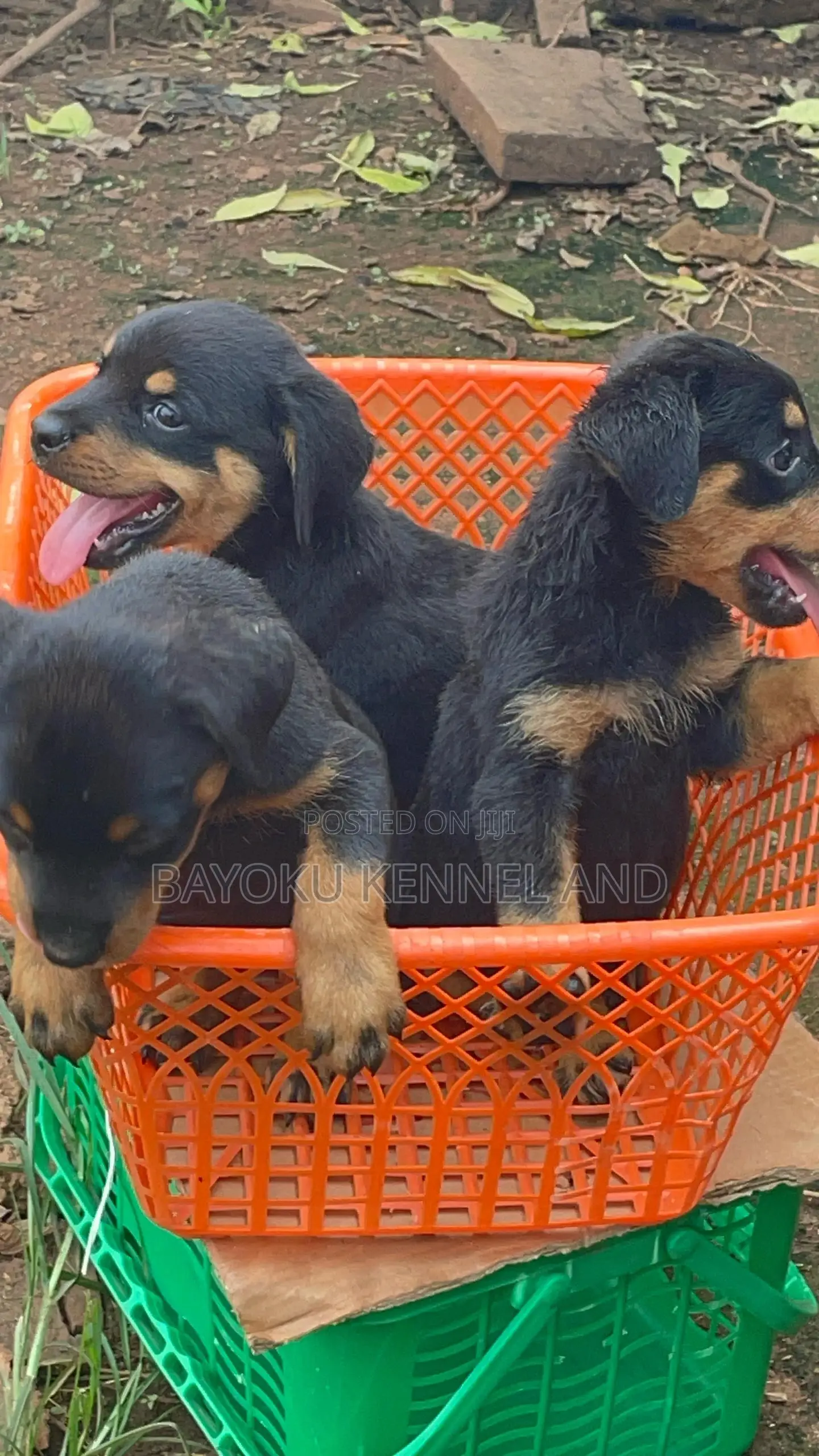 1-3 months Female Purebred Rottweiler