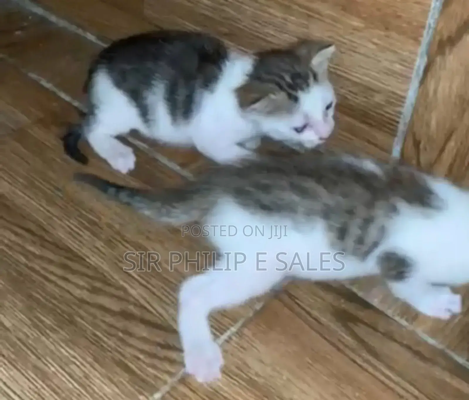 1-3 months Male Mixed Breed American Shorthair