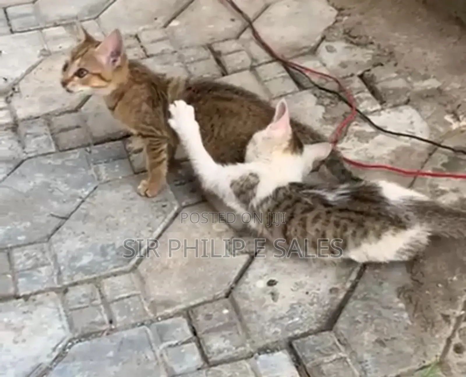 1-3 months Male Mixed Breed American Shorthair