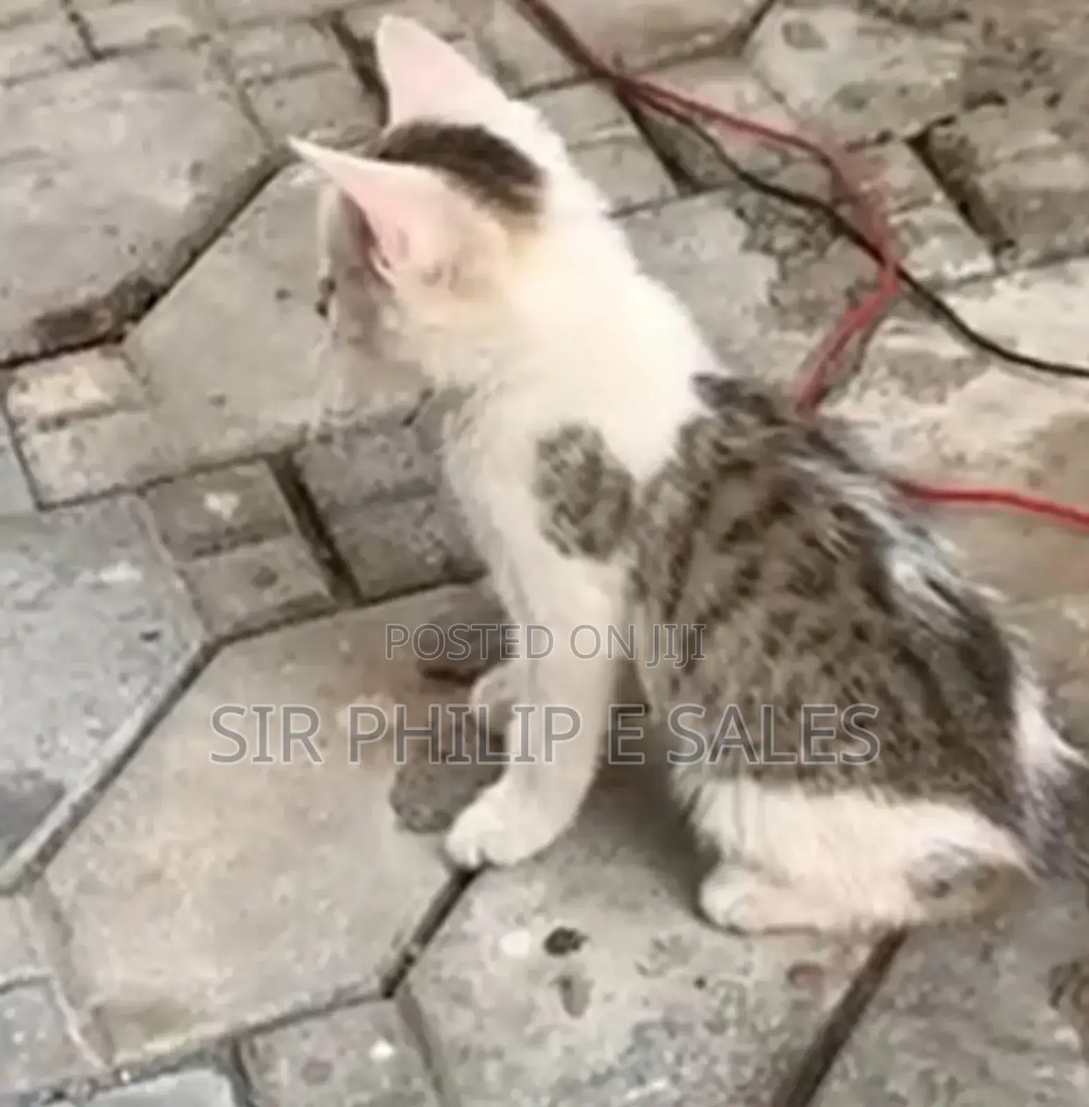 1-3 months Male Mixed Breed American Shorthair