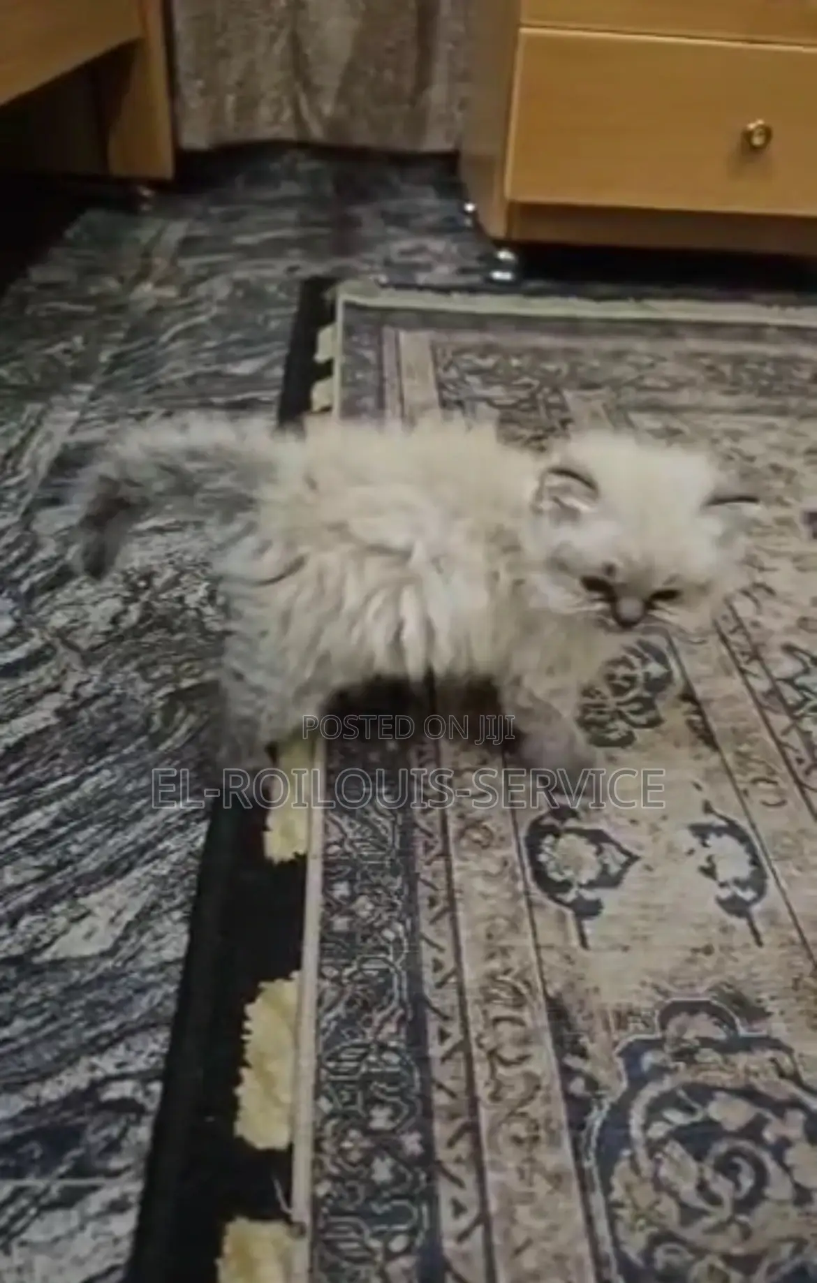 1-3 months Male Purebred Himalayan