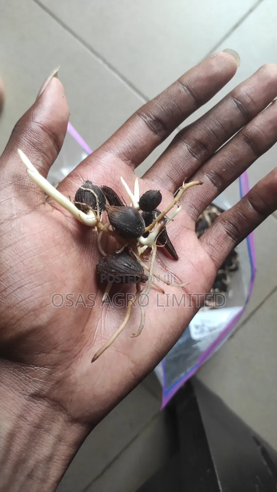 Hybrid Oil Palm Seed (Tenera)