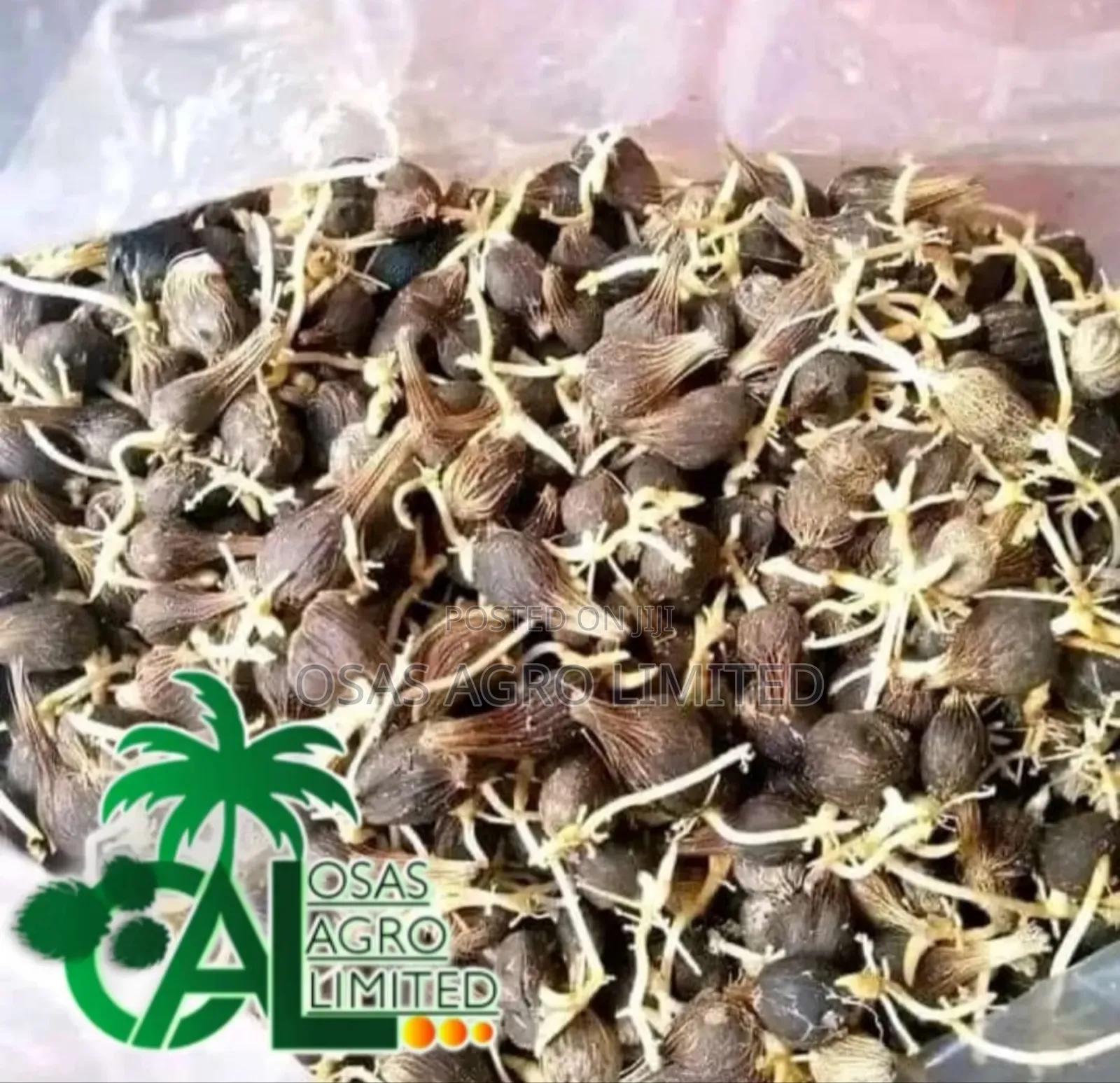 Hybrid Oil Palm Seed (Tenera)