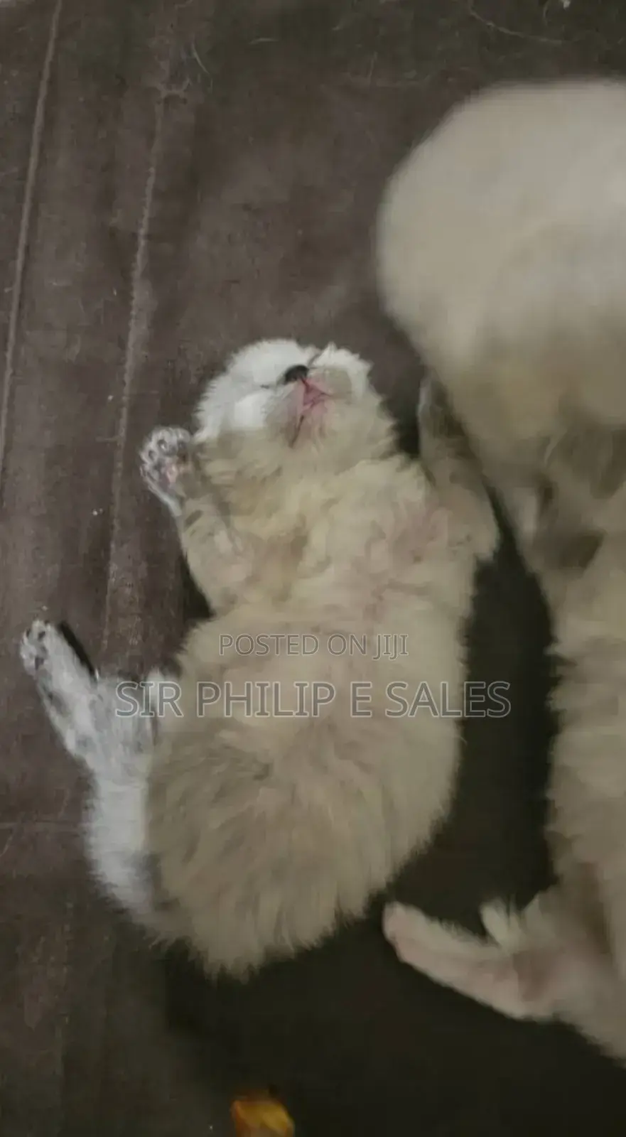 1-3 months Male Purebred Persian