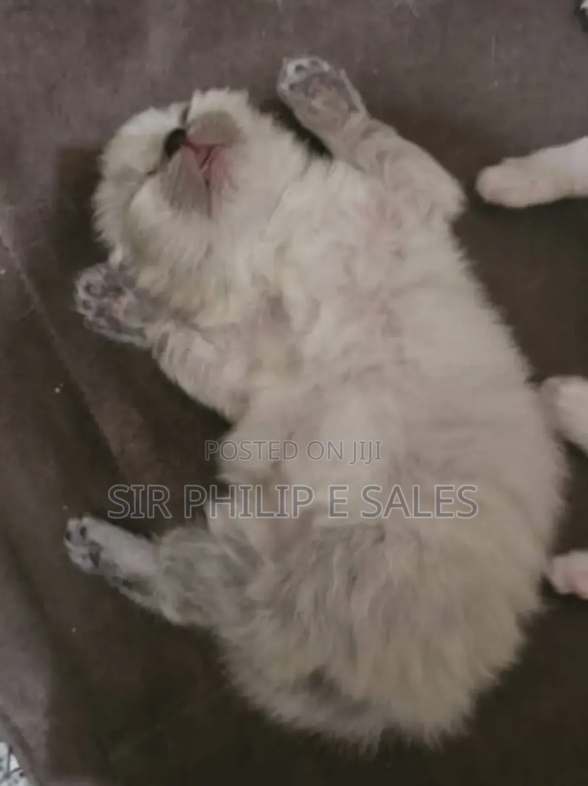 1-3 months Male Purebred Persian