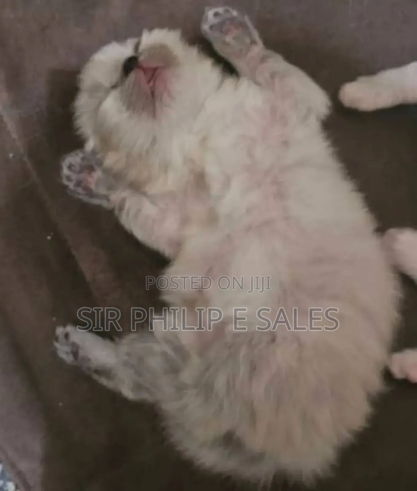 1-3 months Male Purebred Persian