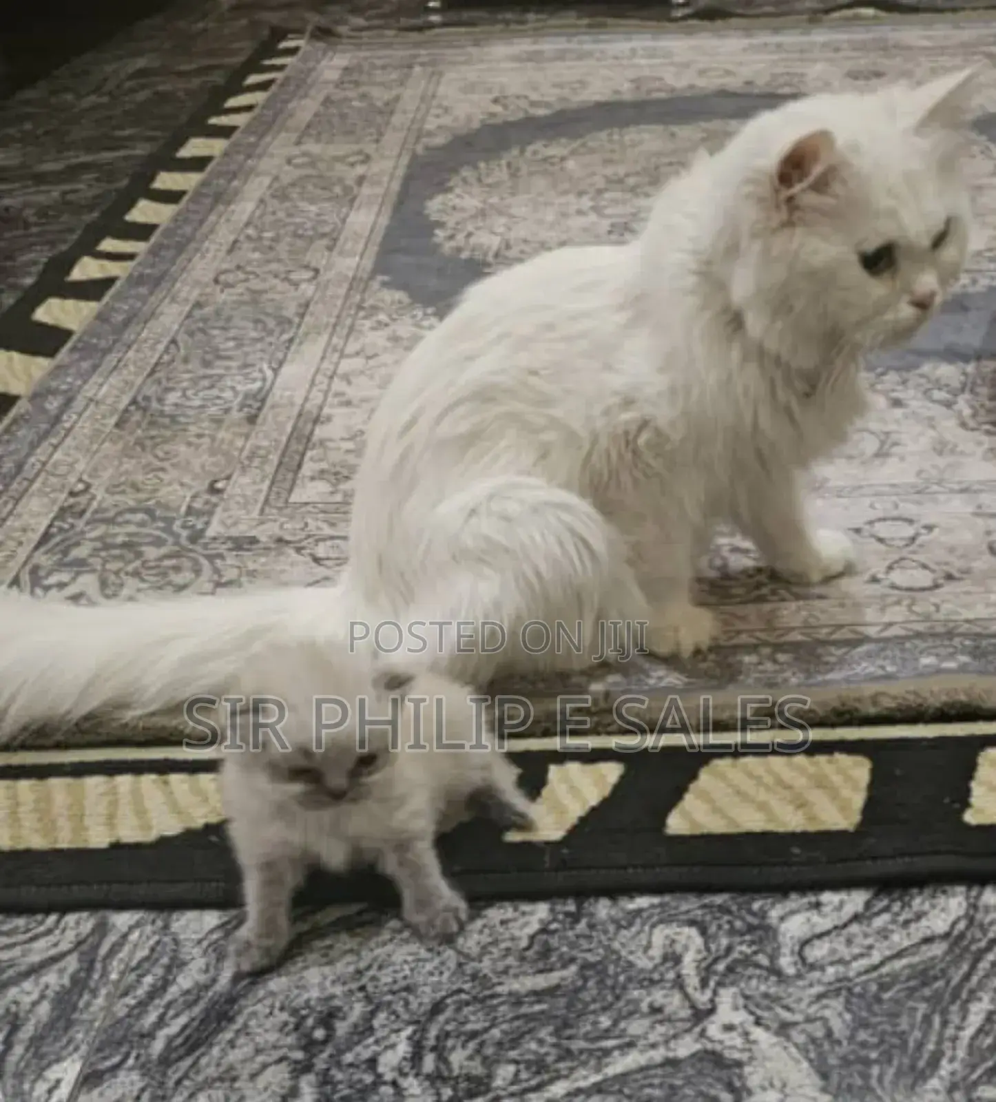 1-3 months Female Purebred Persian