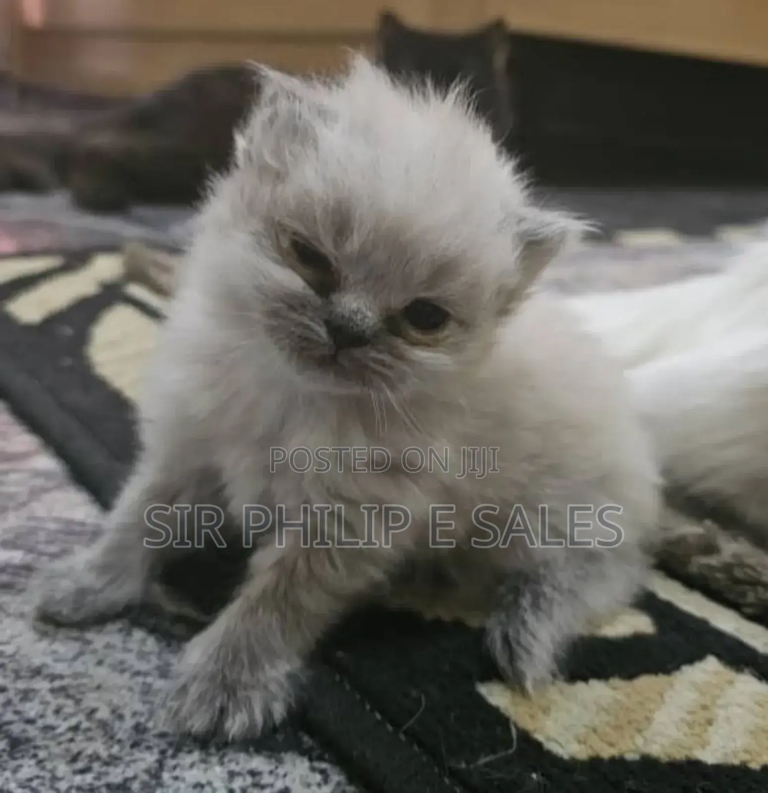 1-3 months Female Purebred Persian