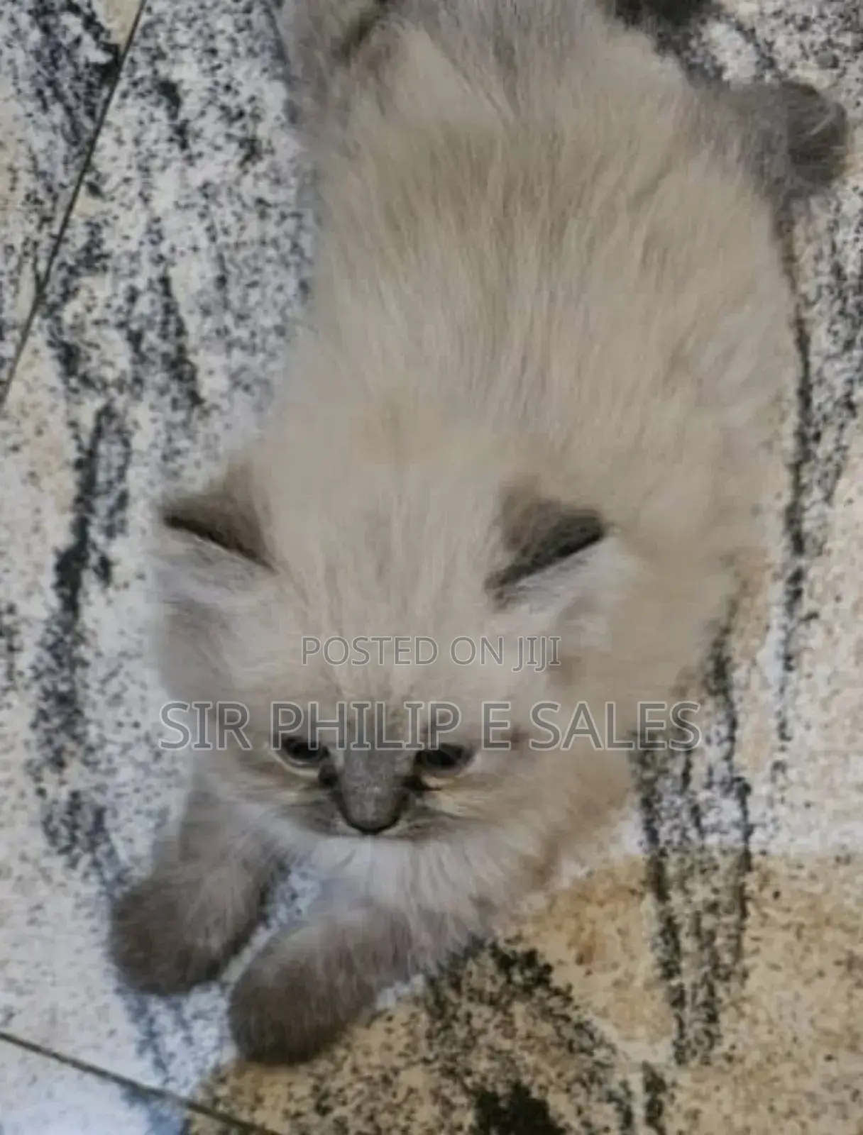 1-3 months Male Purebred Persian