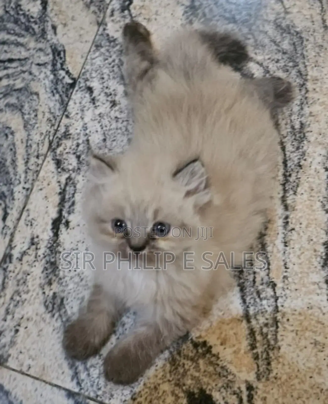1-3 months Male Purebred Persian
