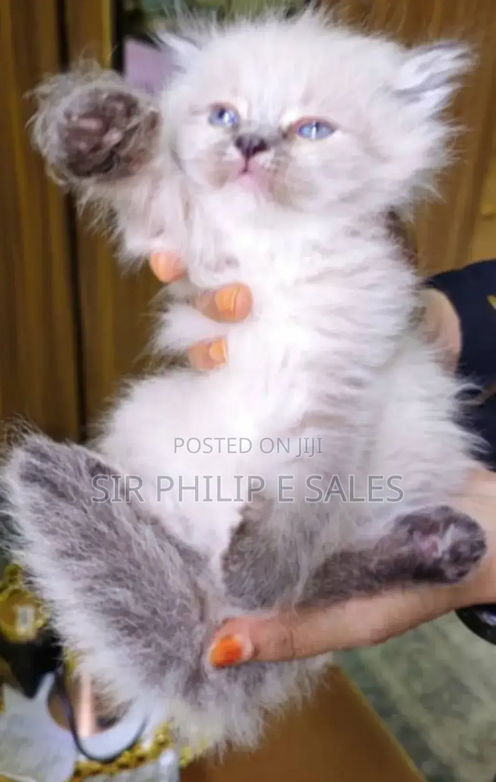1-3 months Male Purebred Persian