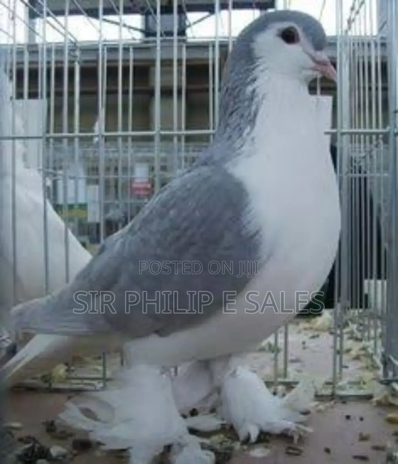 Silver Lahore Pigeon