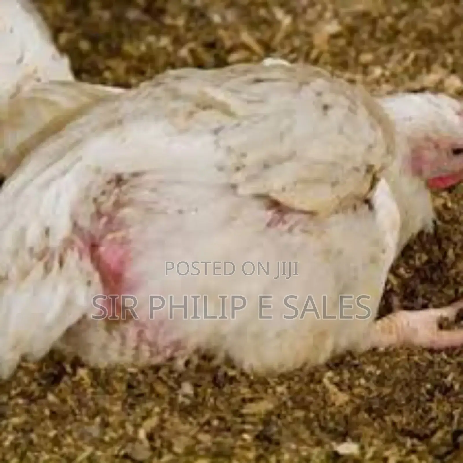 Broilers Chicken