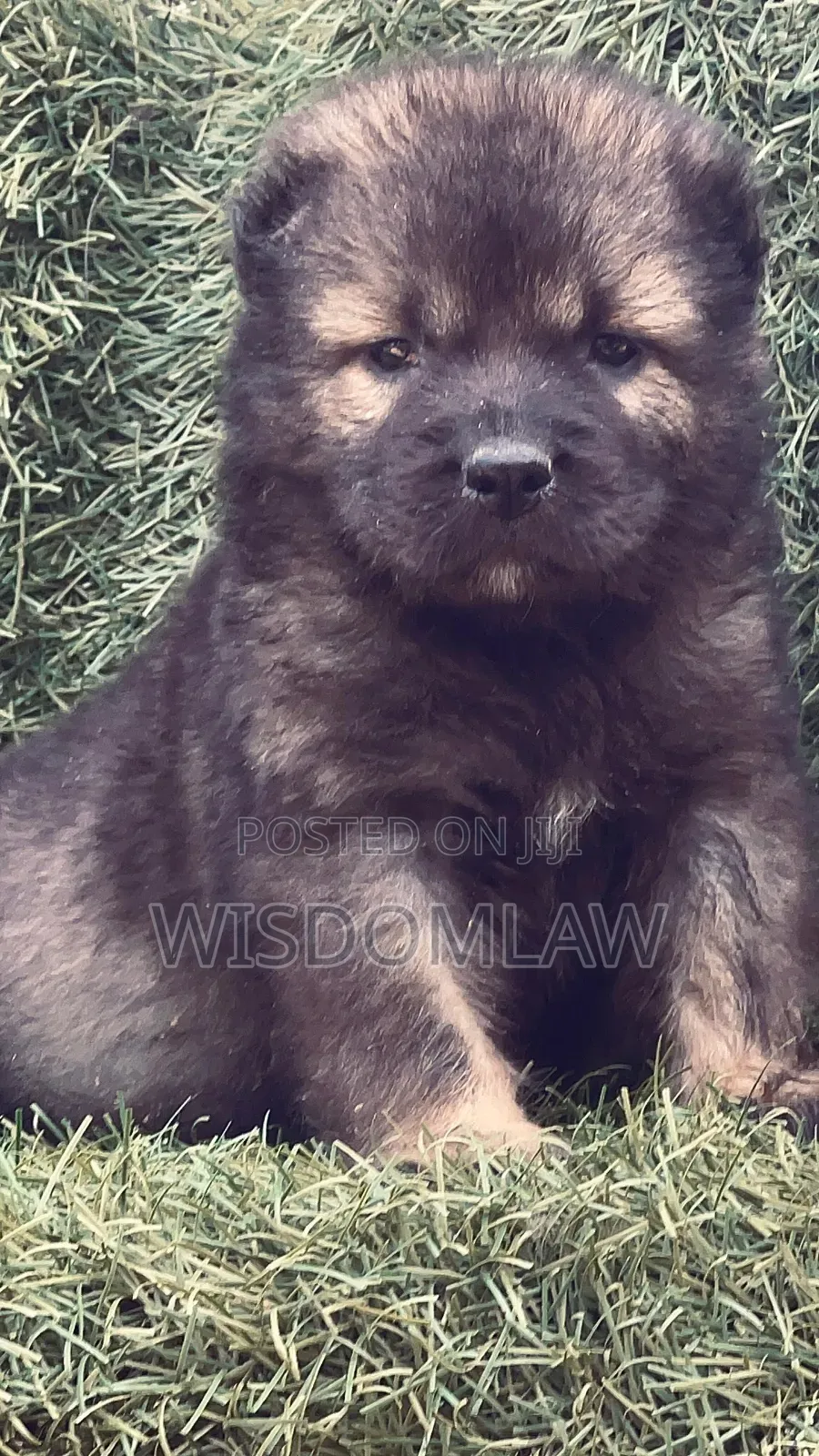 1-3 months Male Purebred Caucasian Shepherd