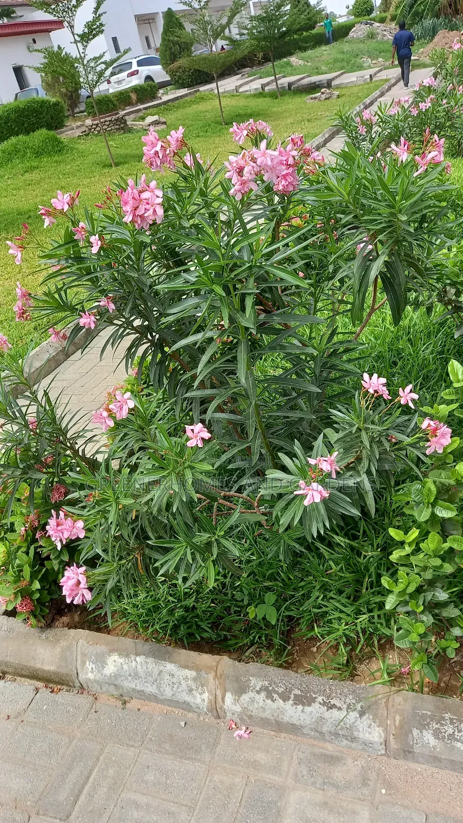 Oleander Flowers