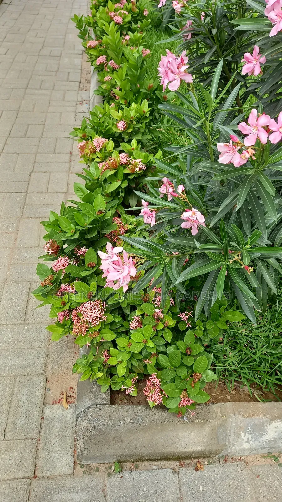 Oleander Flowers