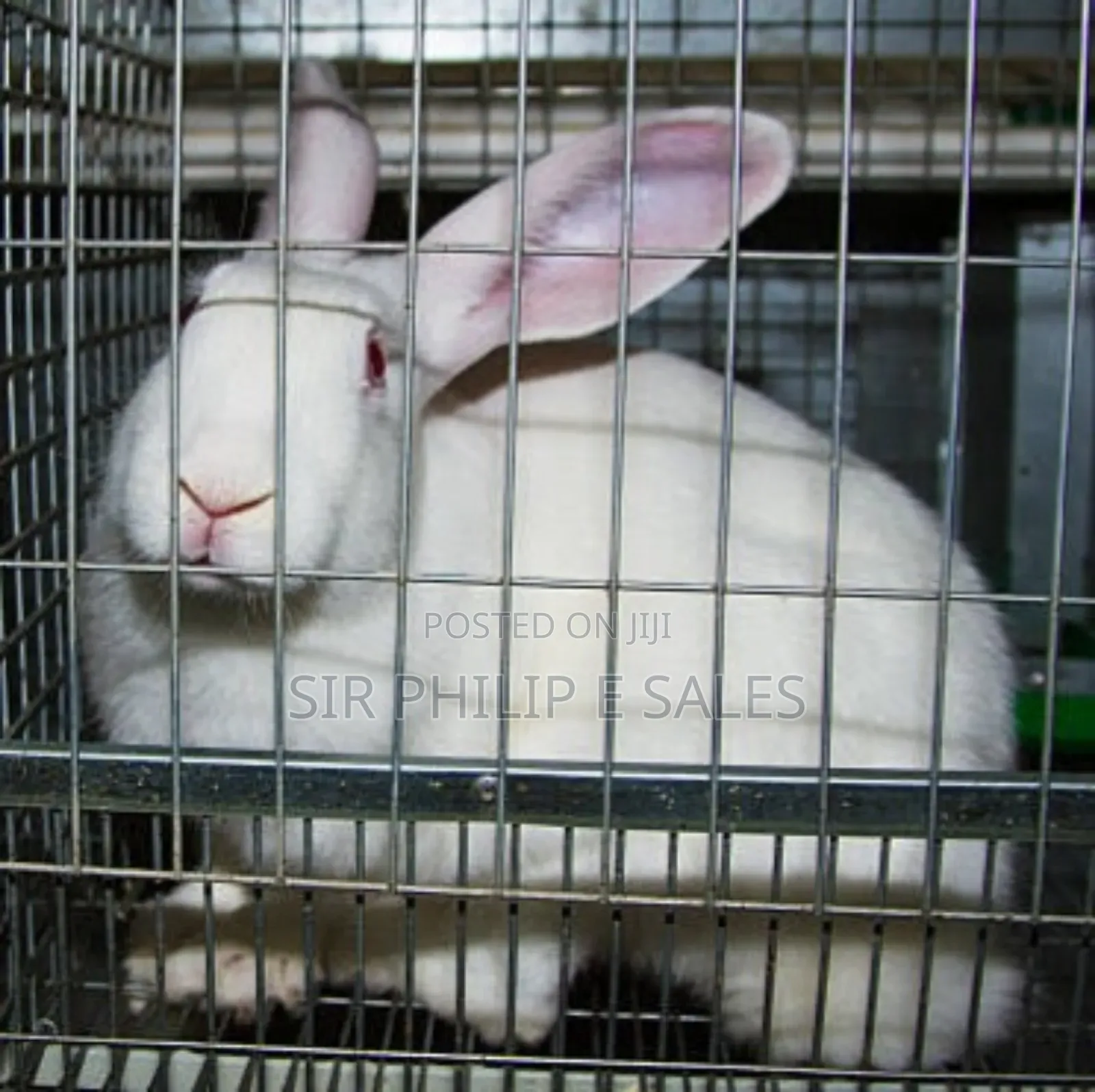 Pure California White Rabbit