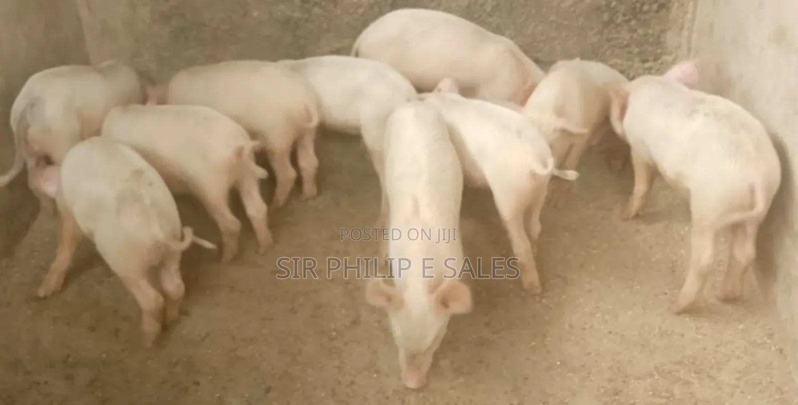 Pure Bread Pigs. (Duroc, Landrace Large White)