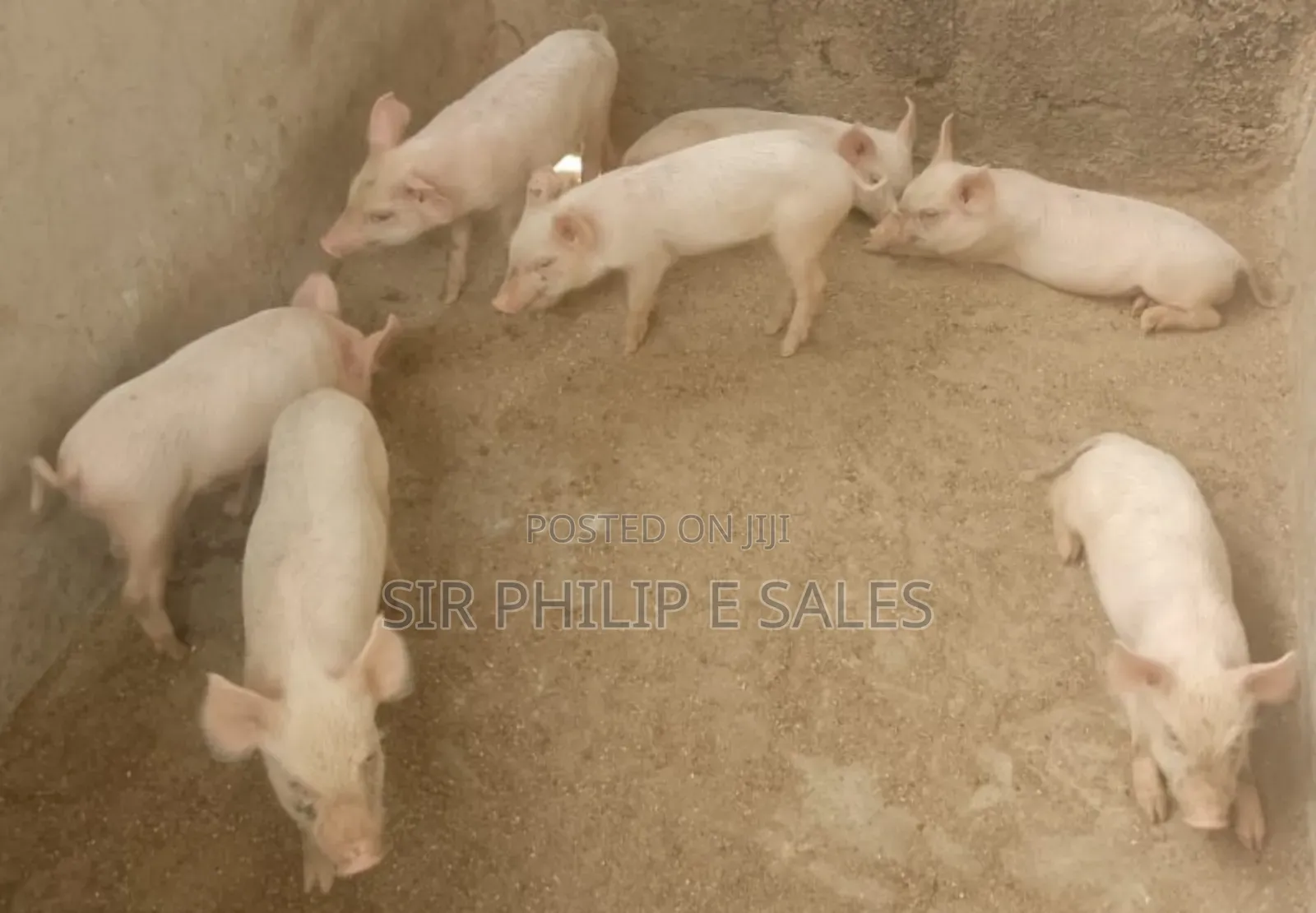 Pure Bread Pigs. (Duroc, Landrace Large White)