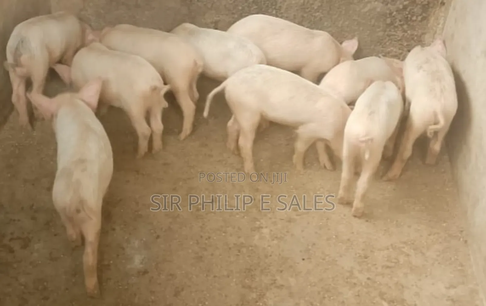 Pure Bread Pigs. (Duroc, Landrace Large White)