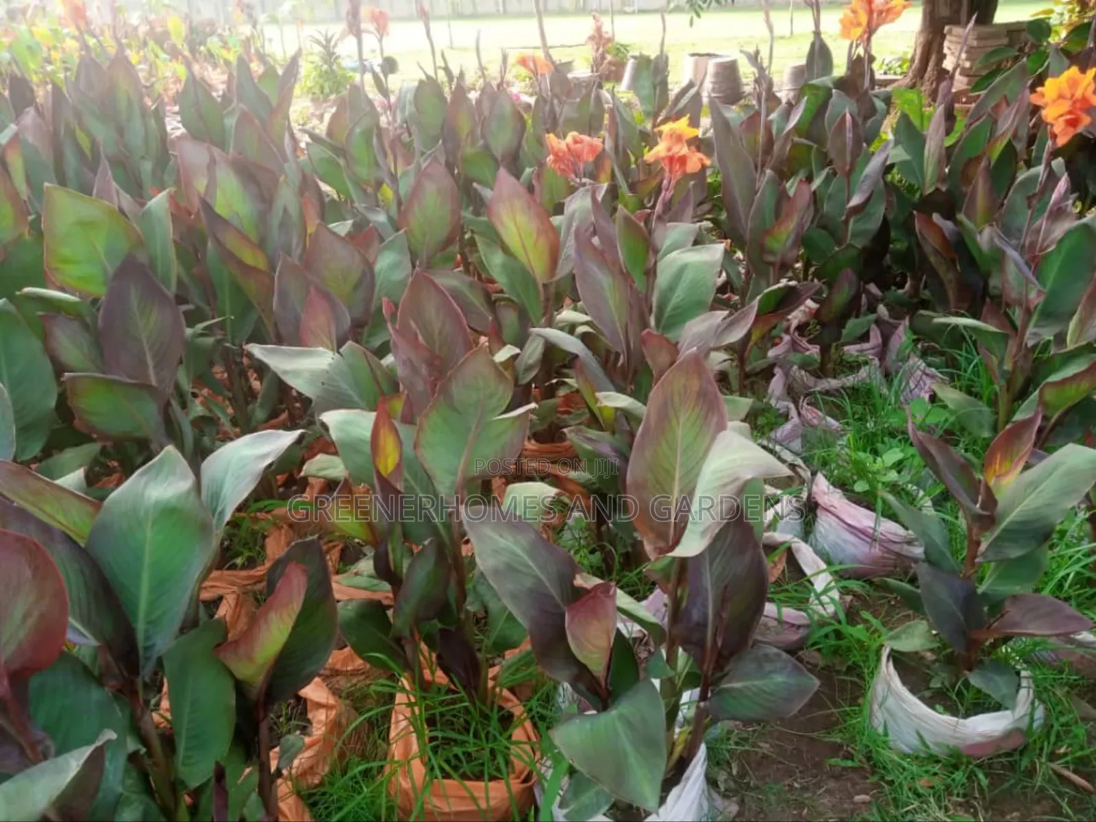 Flower Beds Installation