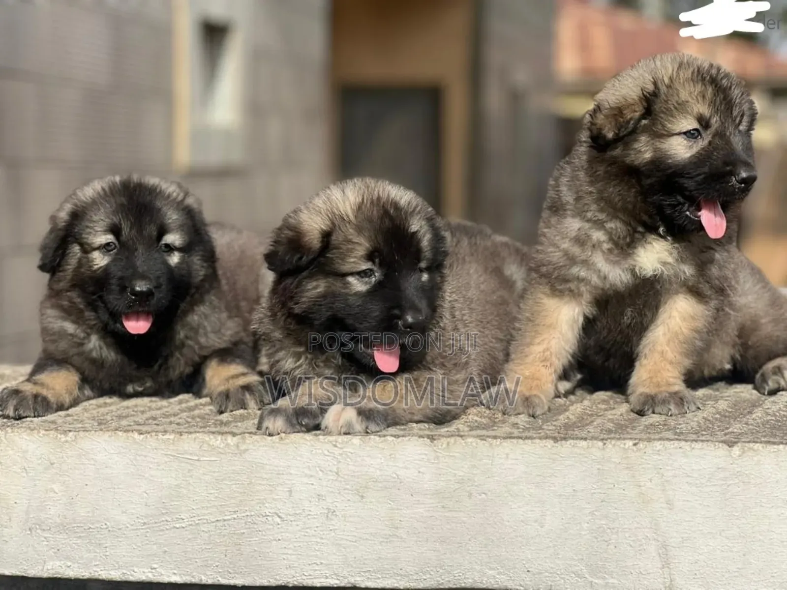 1-3 months Female Purebred Caucasian Shepherd