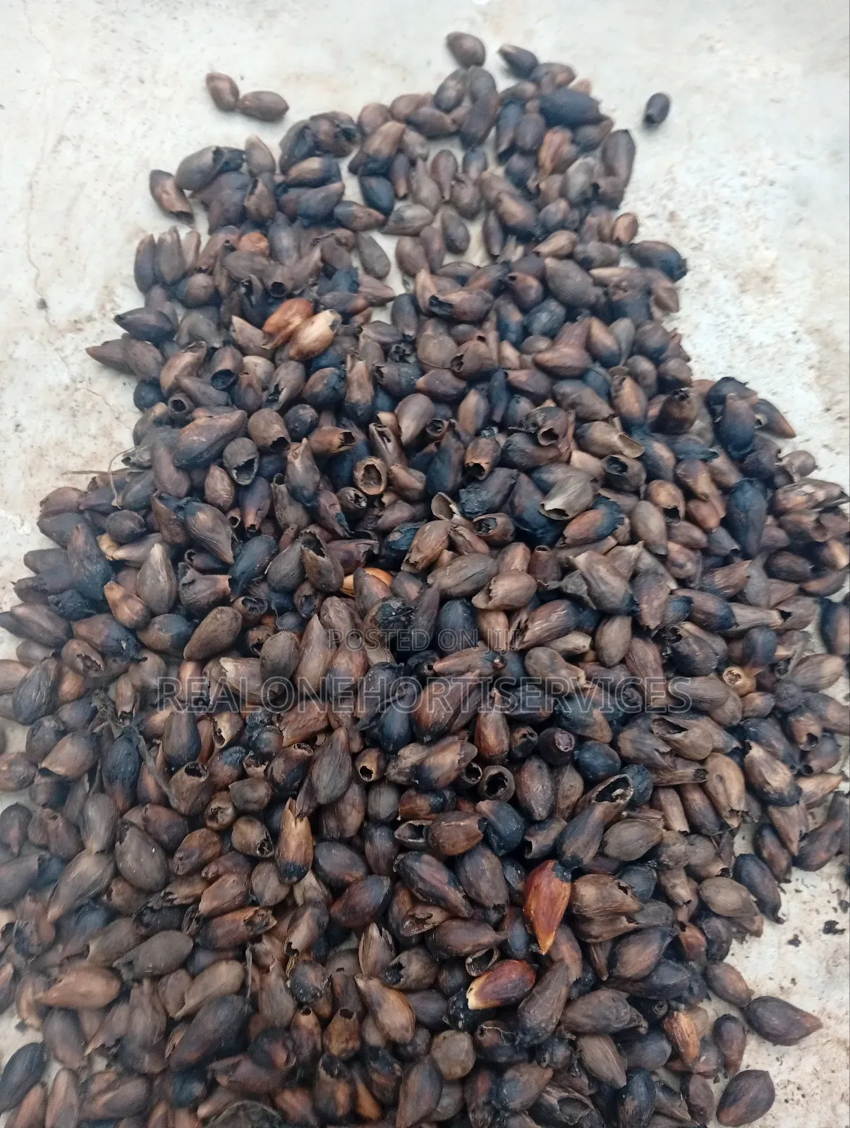 Gmelina Seedlings Is Available in Bulk Small Quantities{Investment