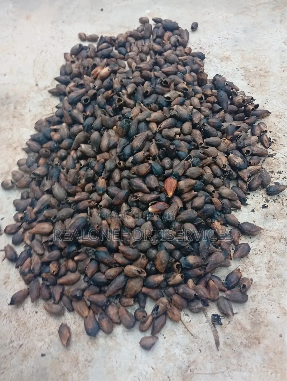 Gmelina Seedlings Is Available in Bulk Small Quantities{Investment