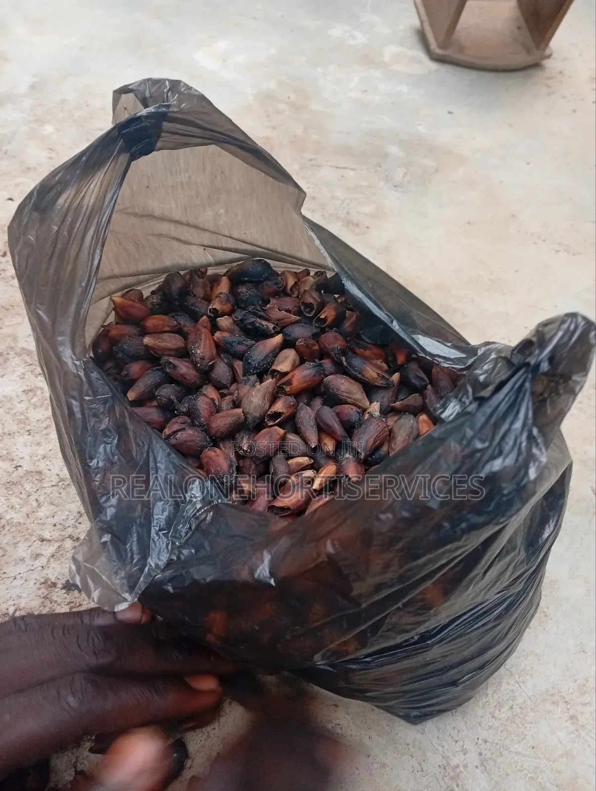 Gmelina Seedlings Is Available in Bulk Small Quantities{Investment