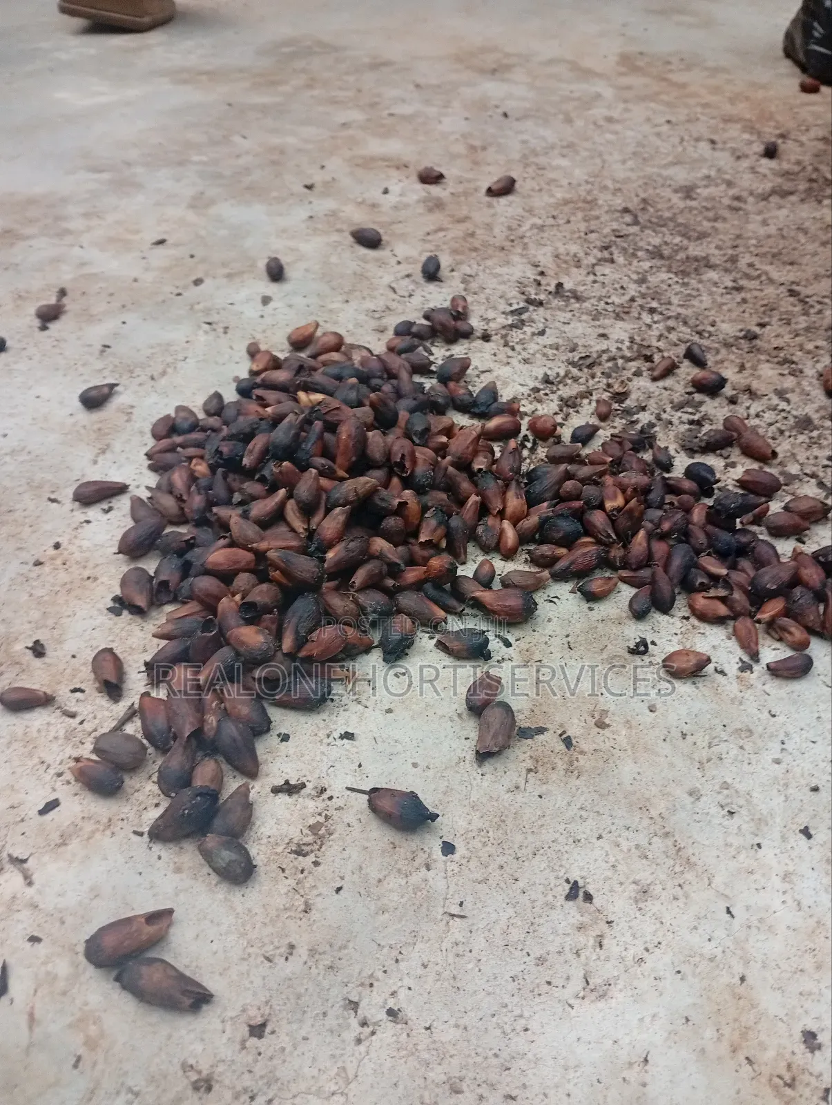 Gmelina Seedlings Is Available in Bulk Small Quantities{Investment