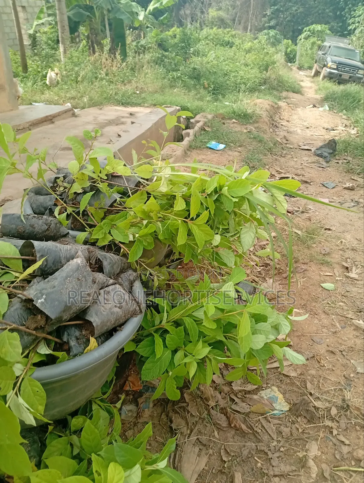 Afara Seedlings Available for Forest Establishment