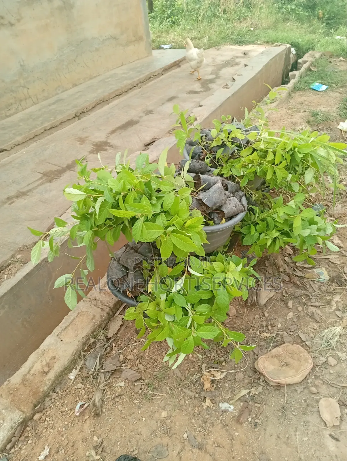 Afara Seedlings Available for Forest Establishment