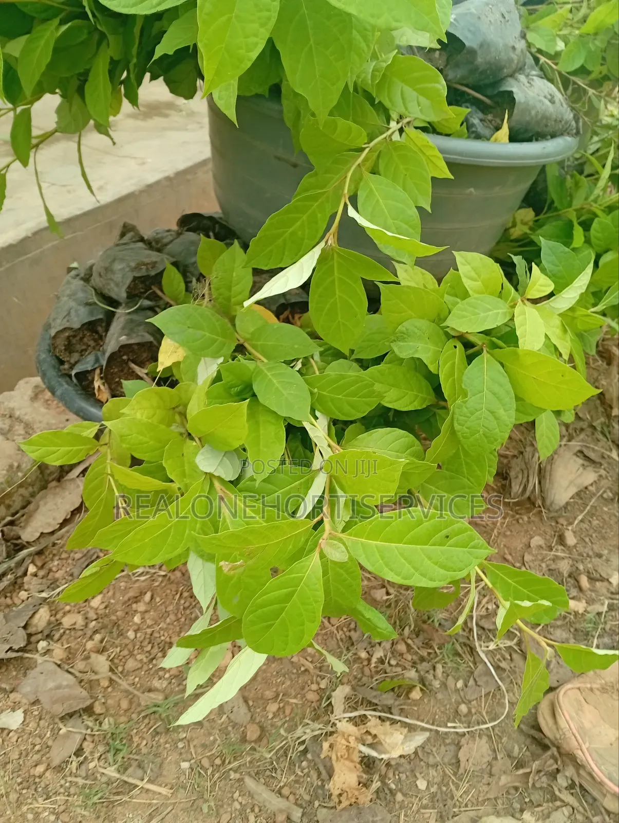 Afara Seedlings Available for Forest Establishment
