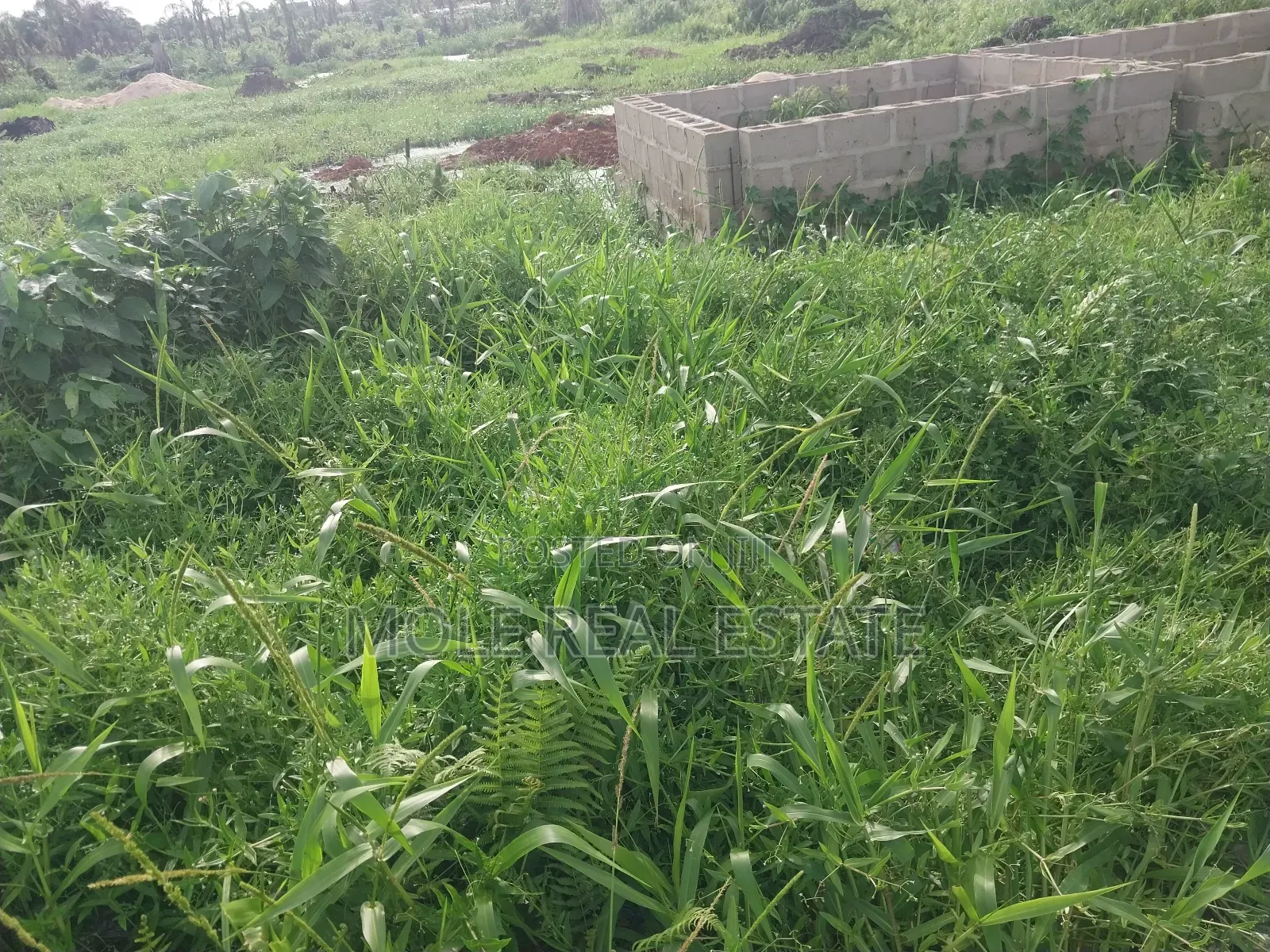 Fish Farm in 3 Plots Prime Location Abule Egba