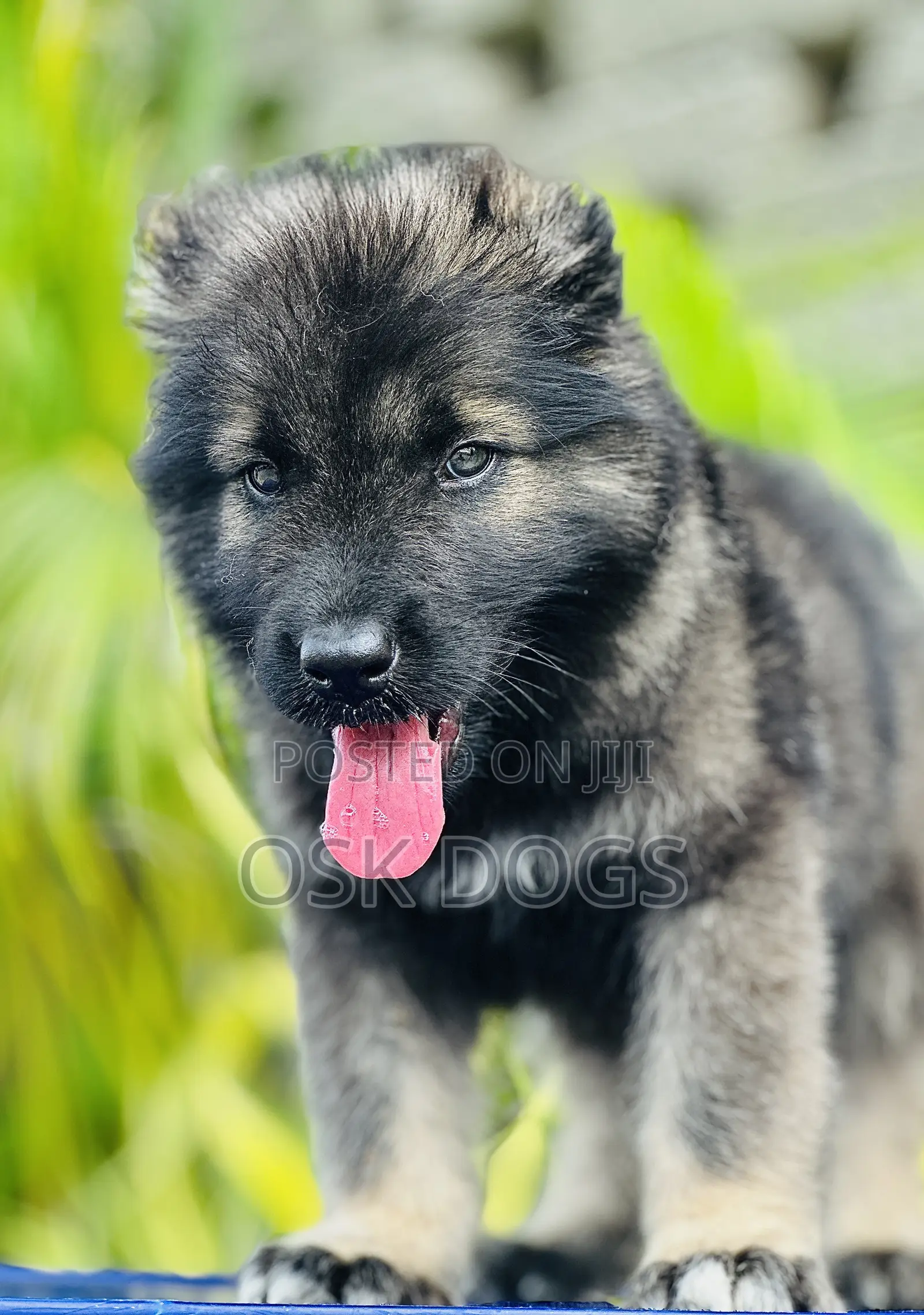 1-3 months Female Purebred Caucasian Shepherd