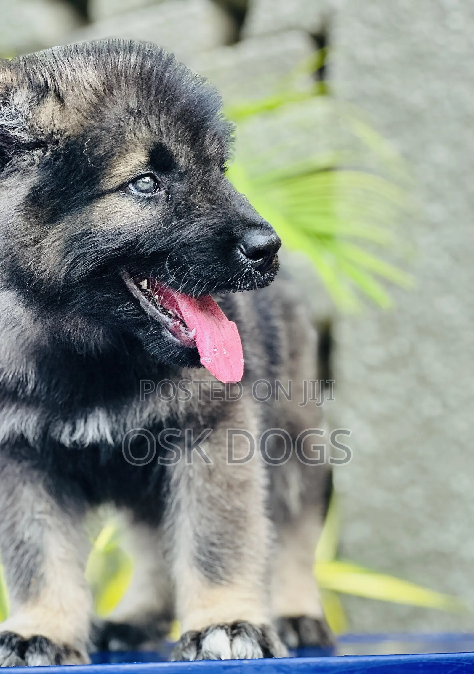 1-3 months Male Purebred Caucasian Shepherd