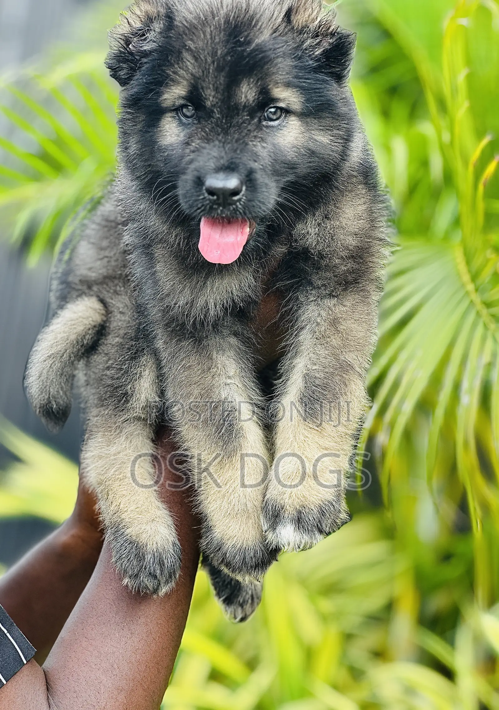 1-3 months Female Purebred Caucasian Shepherd