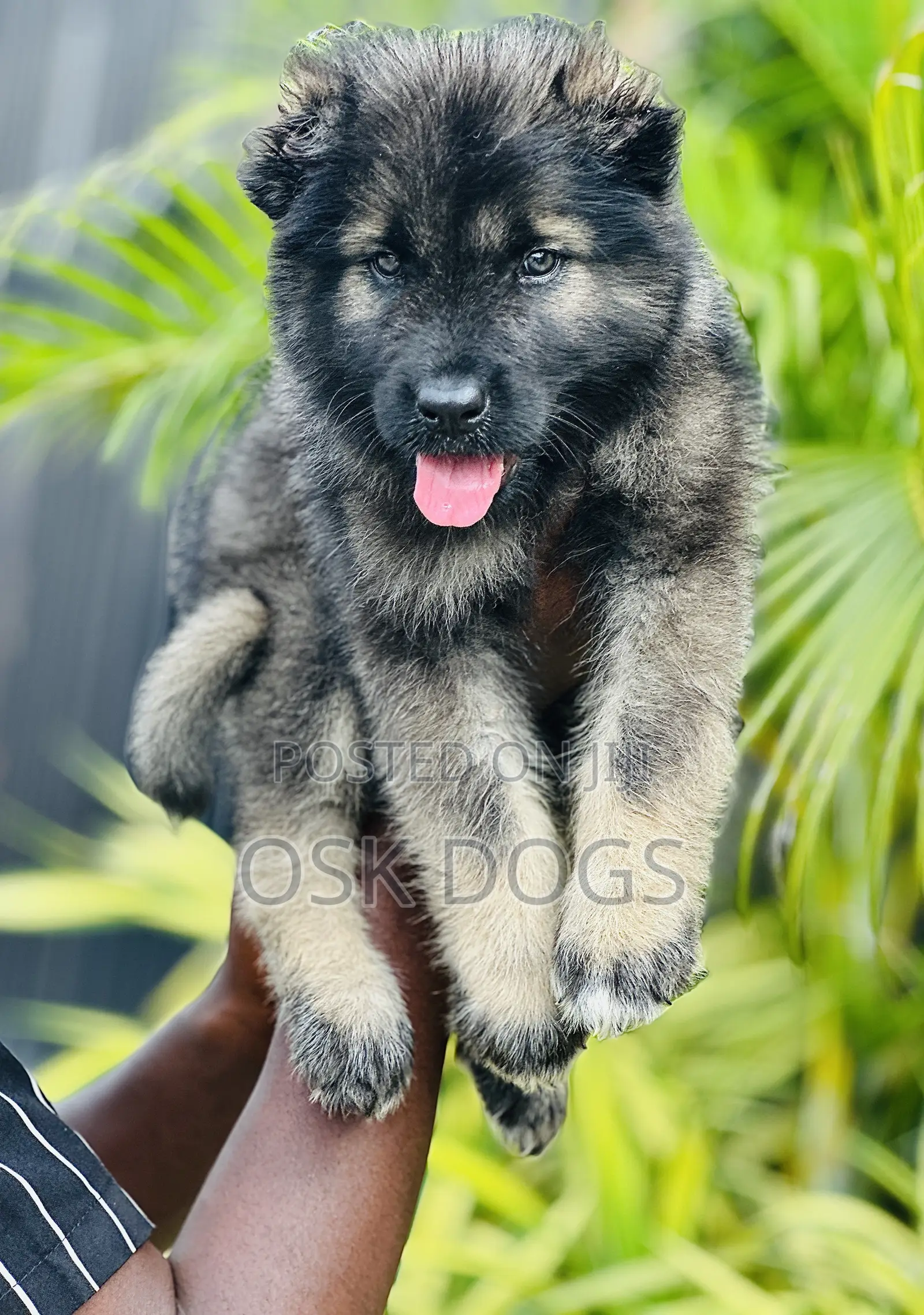 1-3 months Female Purebred Caucasian Shepherd