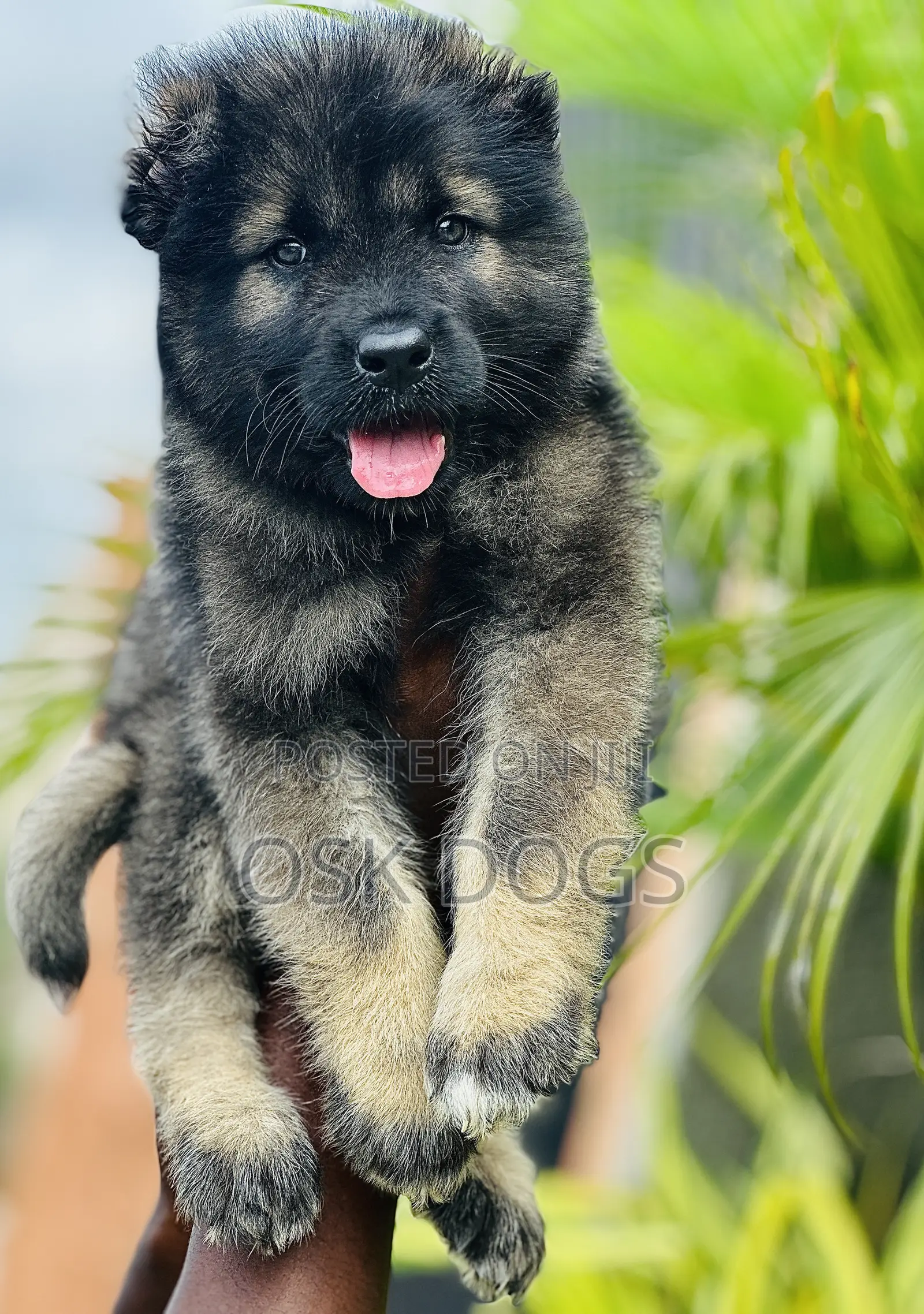 1-3 months Female Purebred Caucasian Shepherd